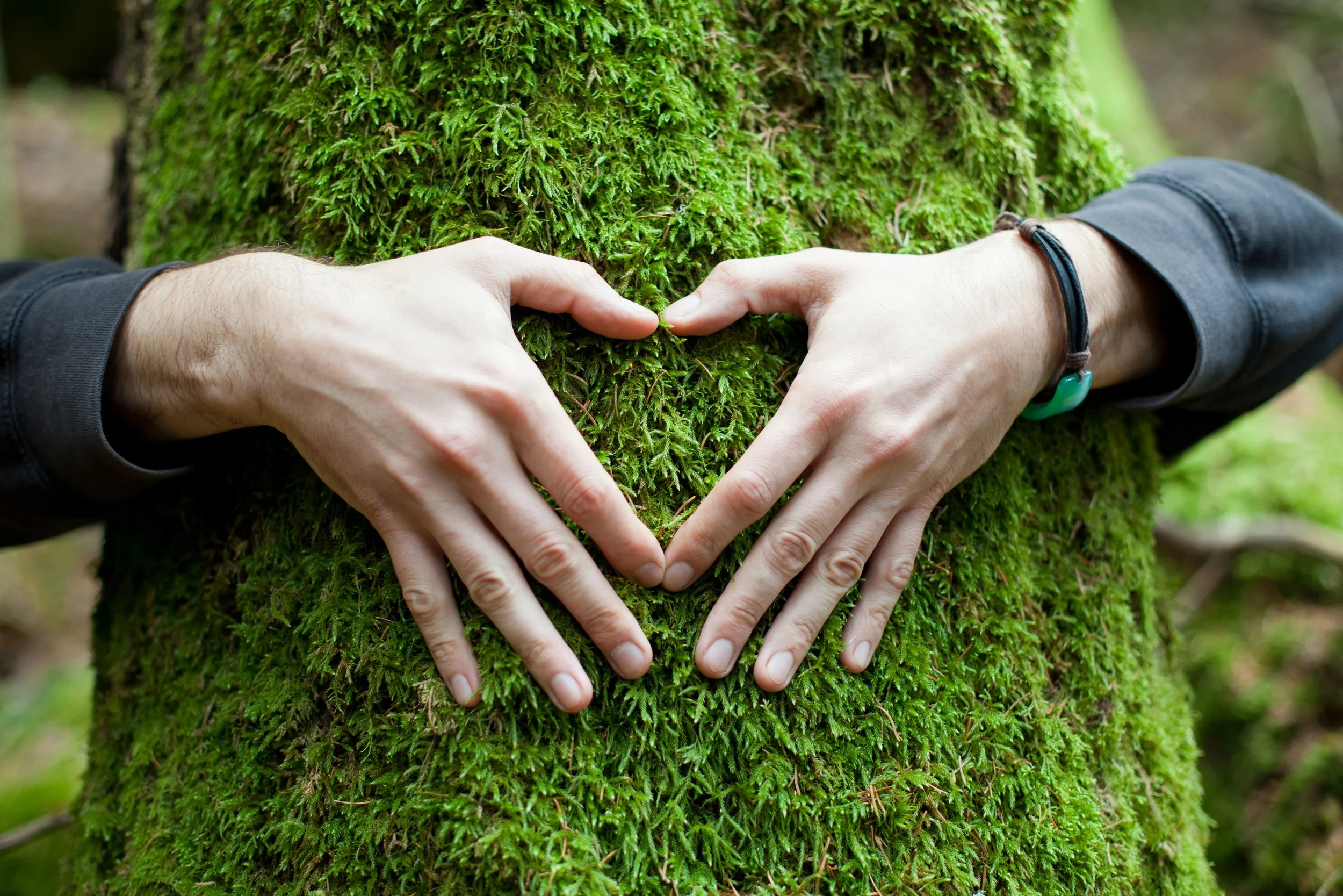 hands-shape-heart-tree.jpg