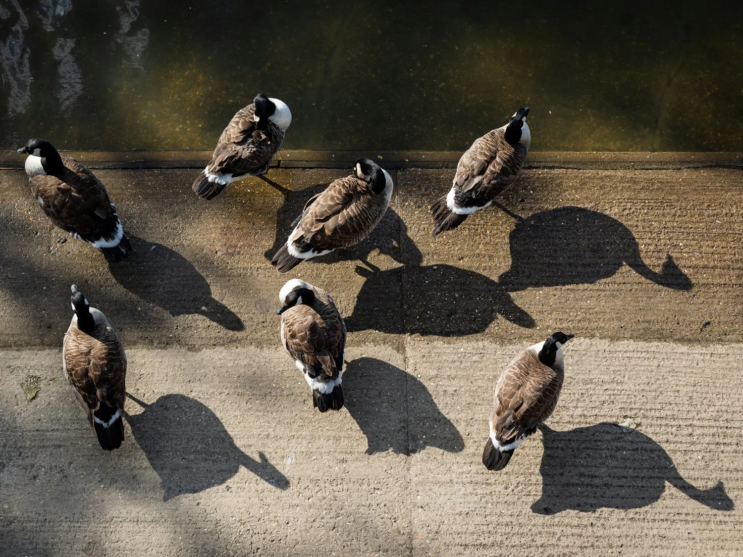 Geese and their shadows in the sunlight at Twickenham Rowing Club.