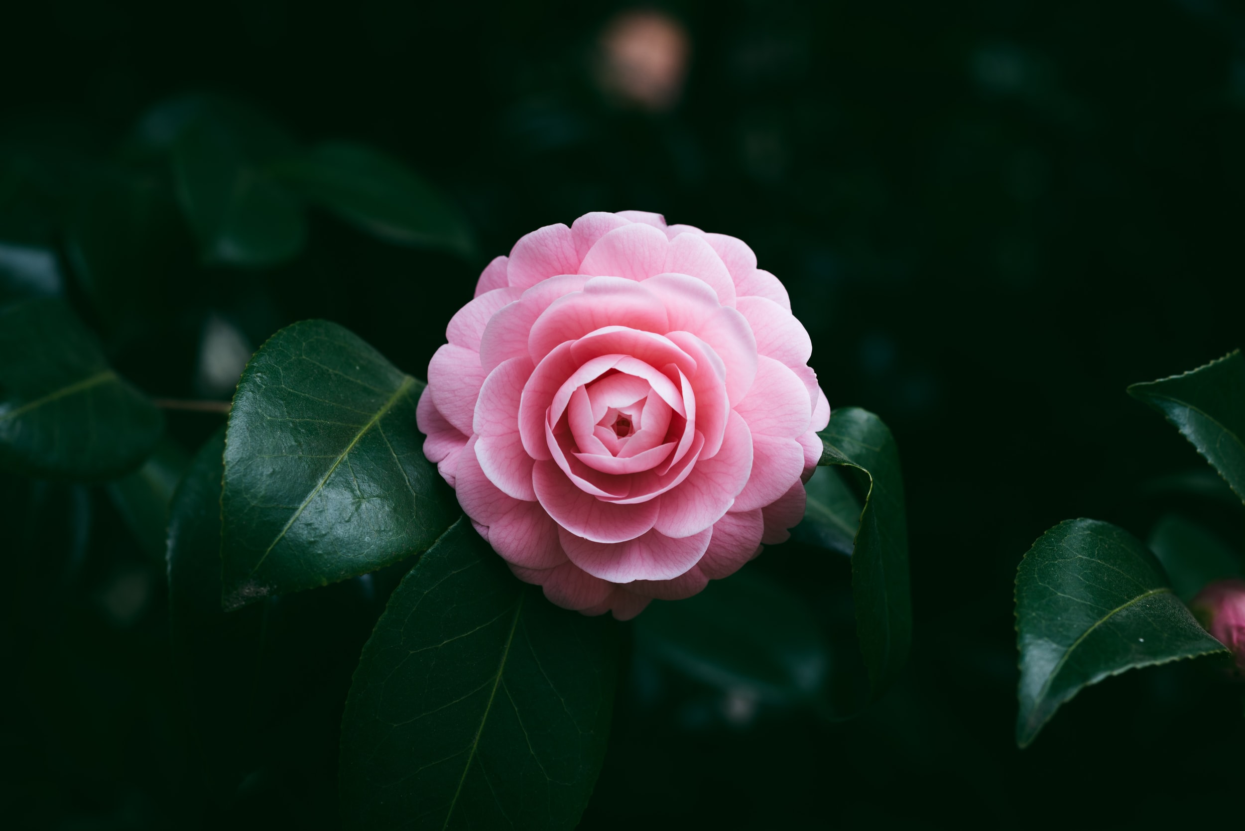 Camelia