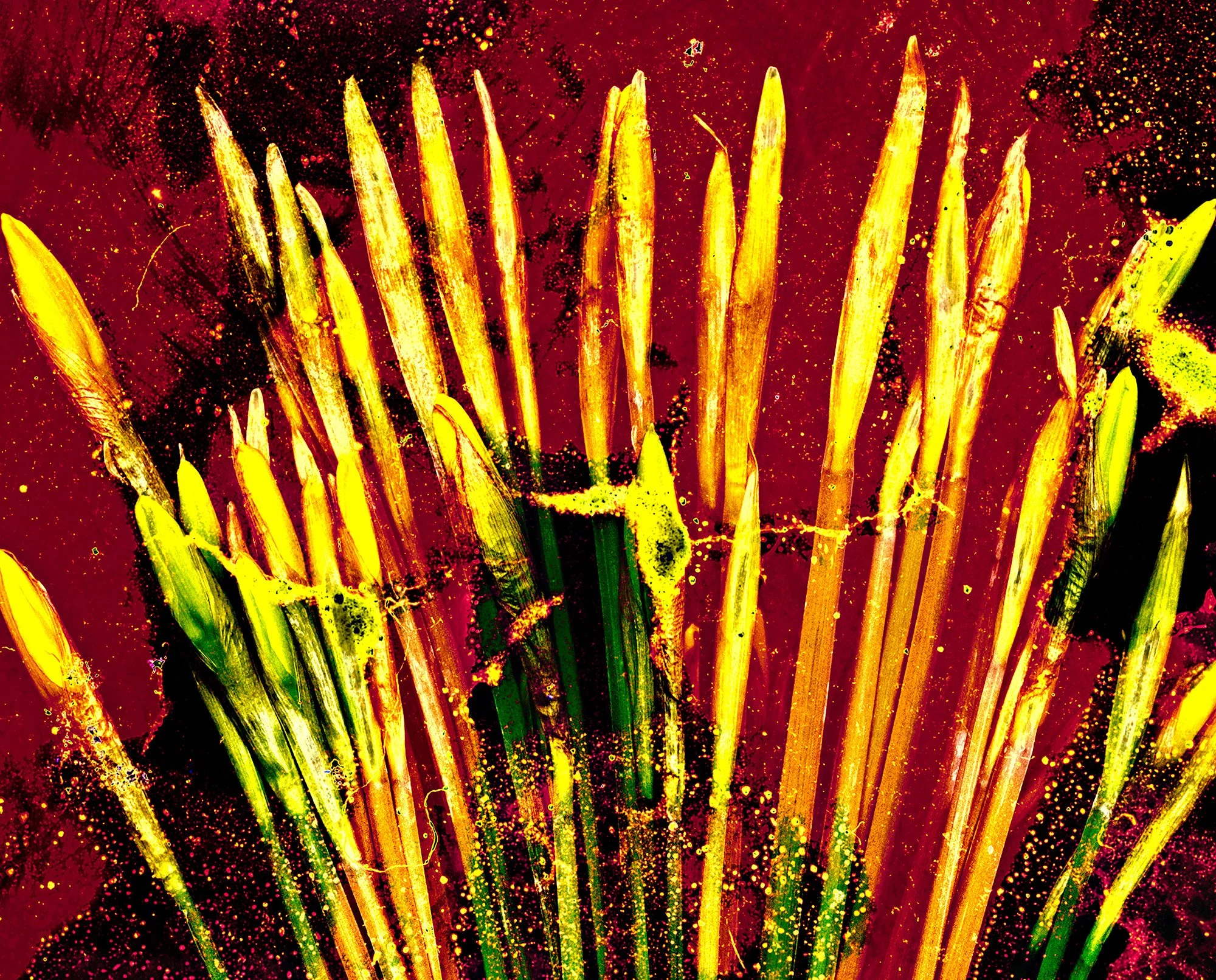 Last Garden #28 (12/24)