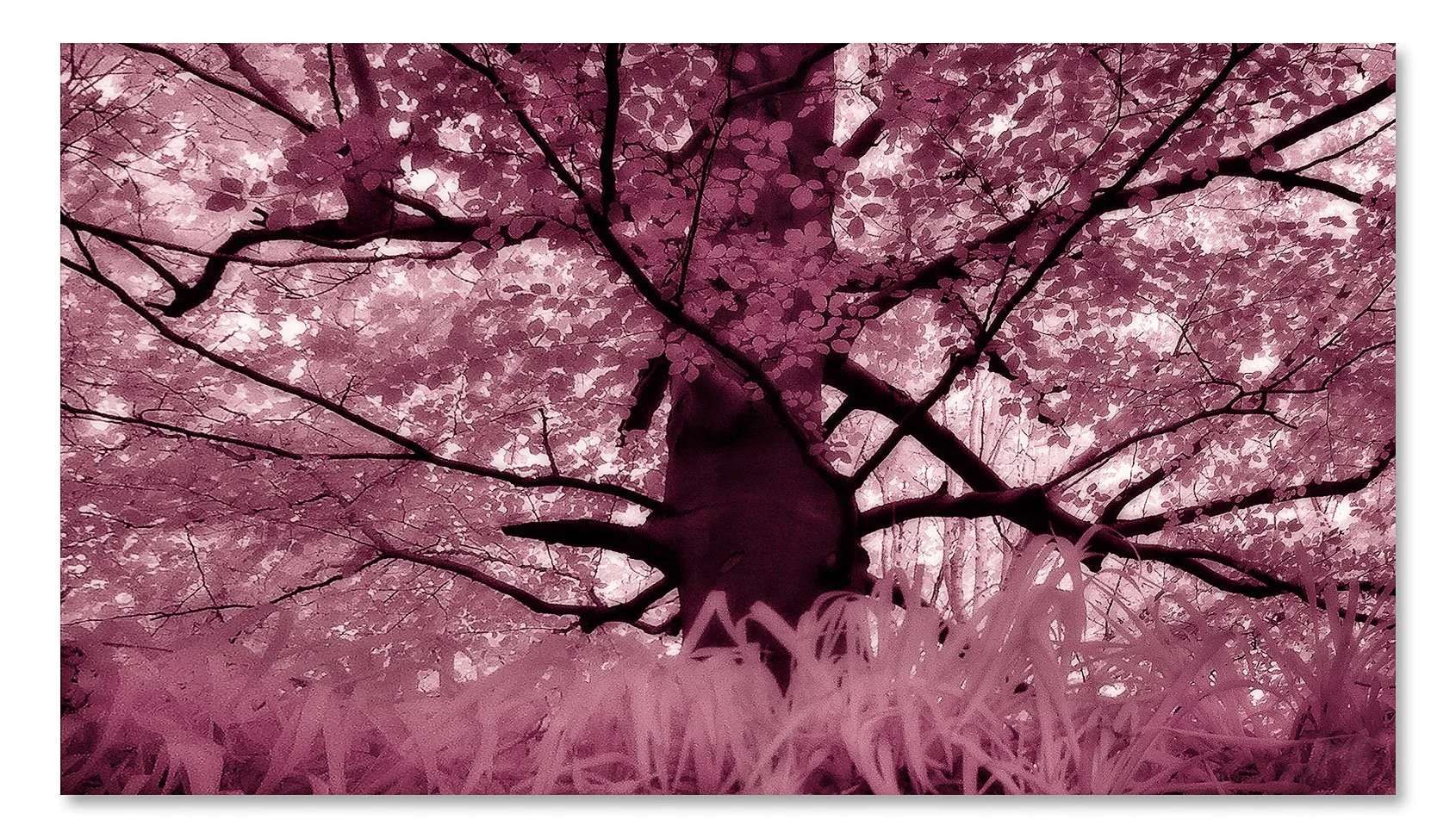 pinkboard-2A.jpg
