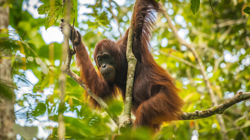 Conservation Imperatives - Frontiers Forum Deep Dive webinar ...