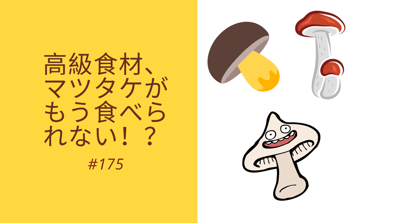 175.高級食材、マツタケがもう食べられない！？
