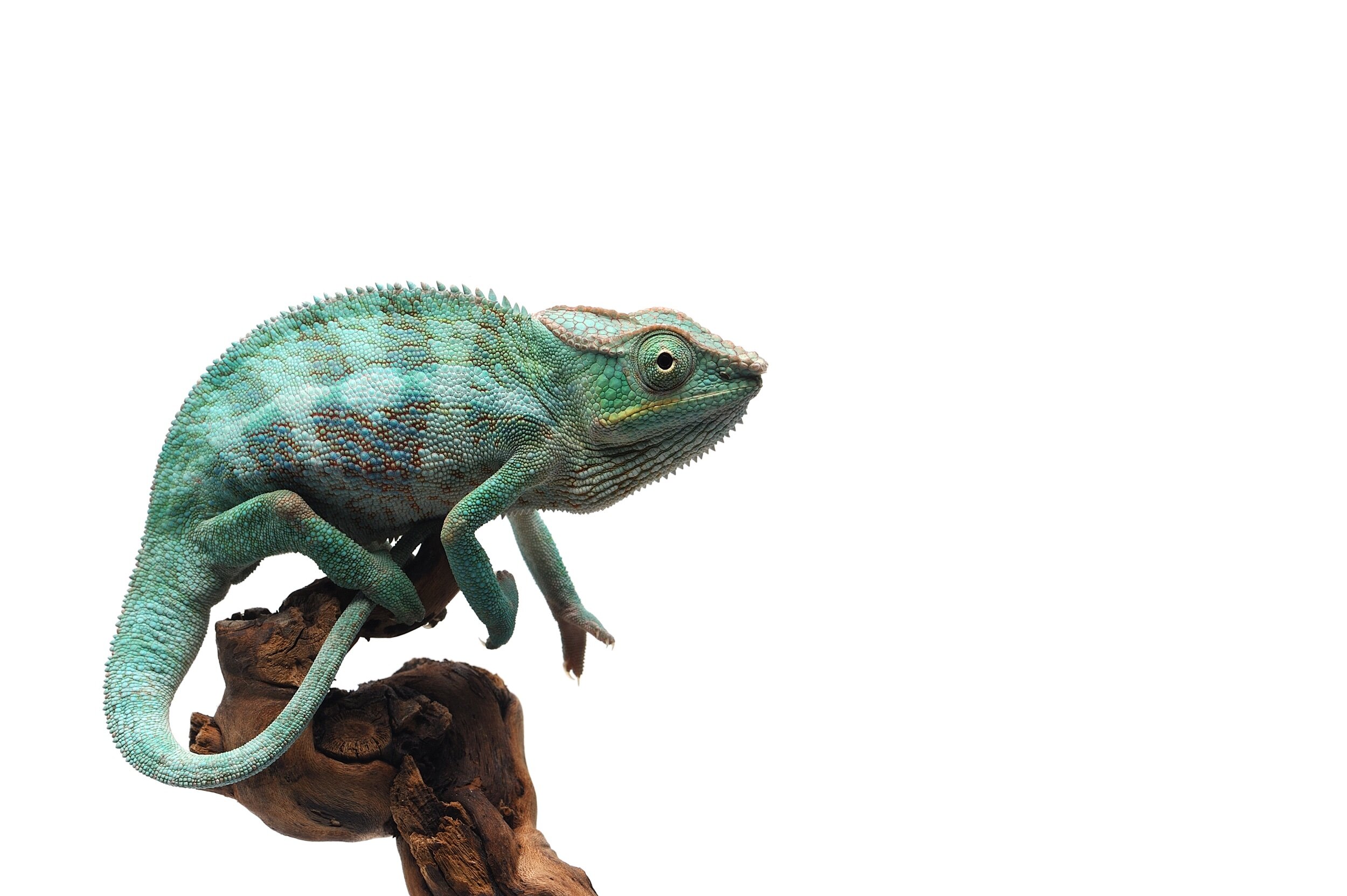 3 Lies About Your Brain (no. 1): Your Brain is Part Reptilian