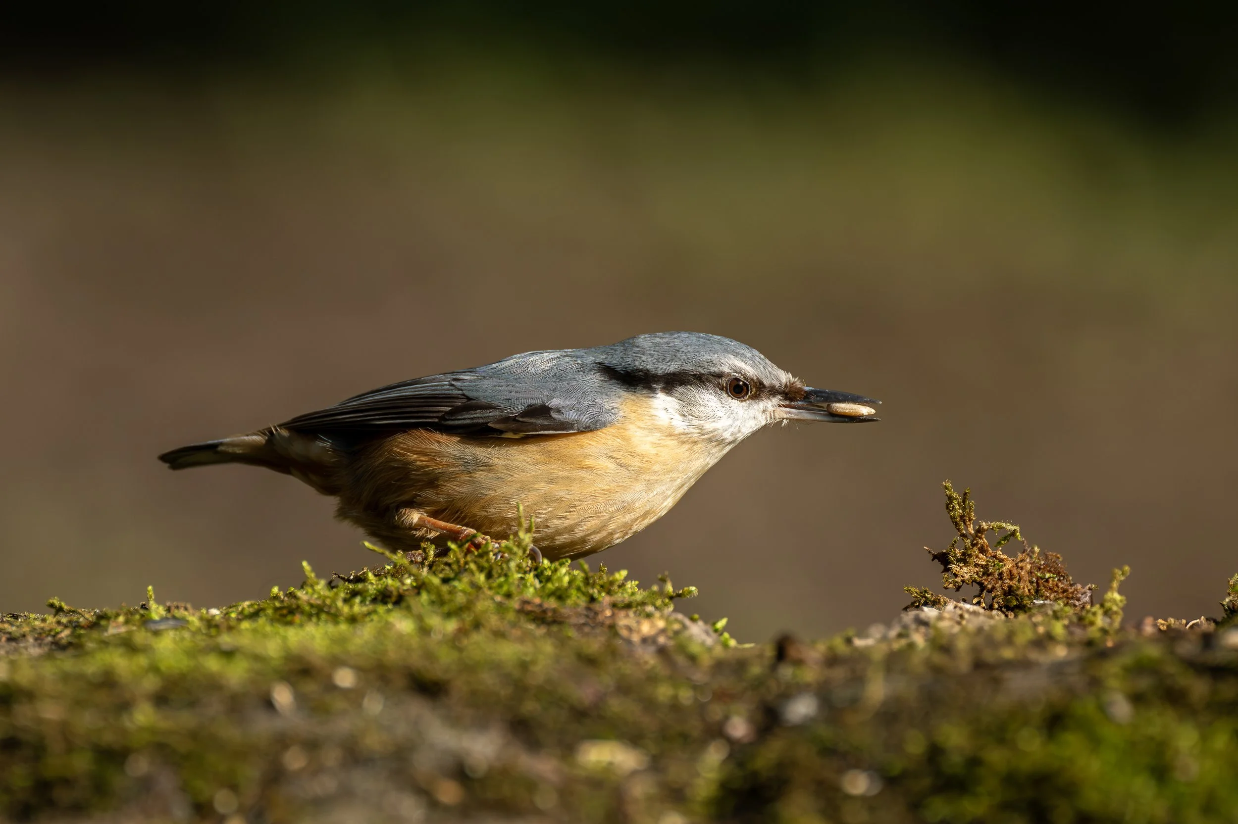 A Nuthatch feeding on a moss covered wall.