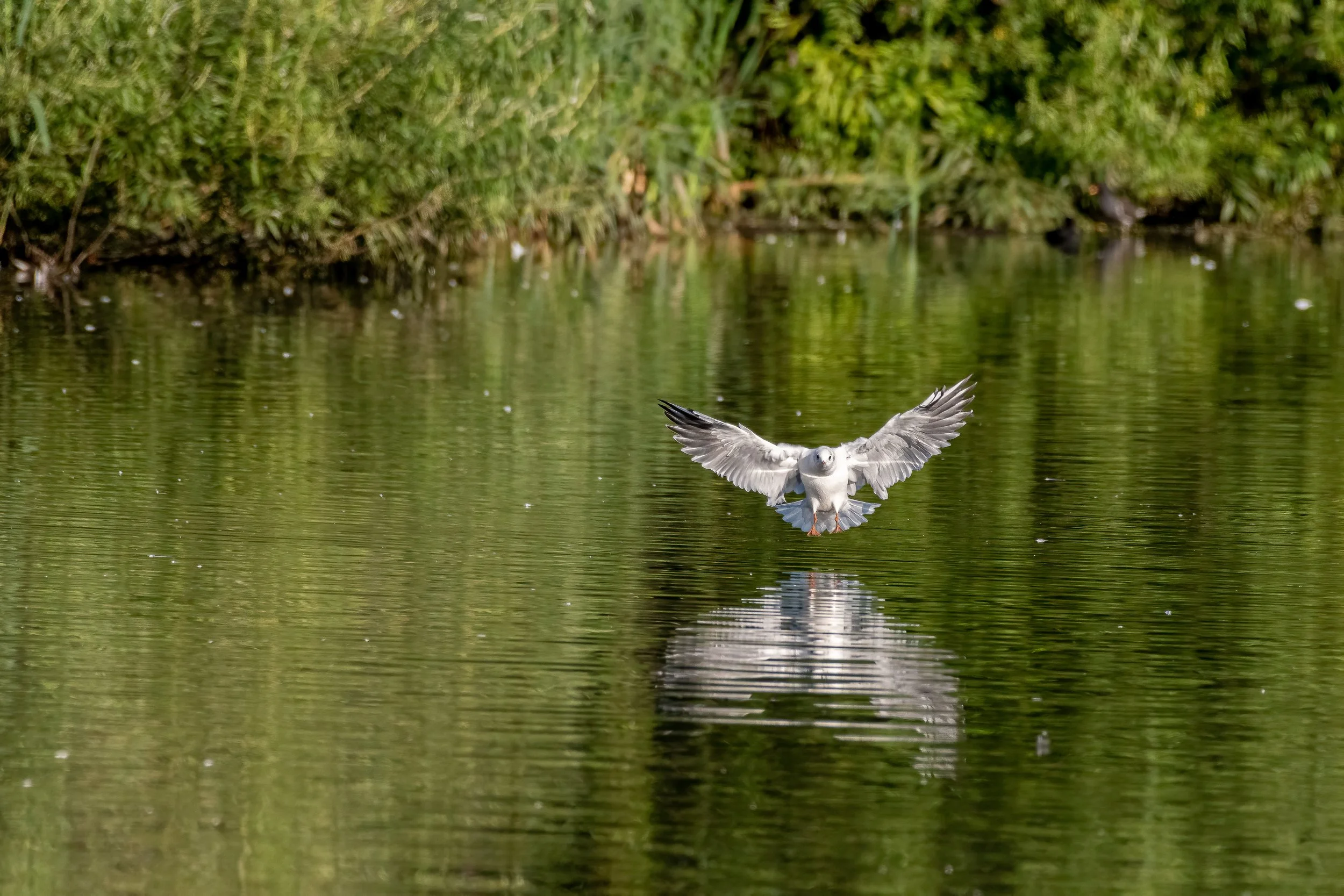 Black Head Gull in flight.