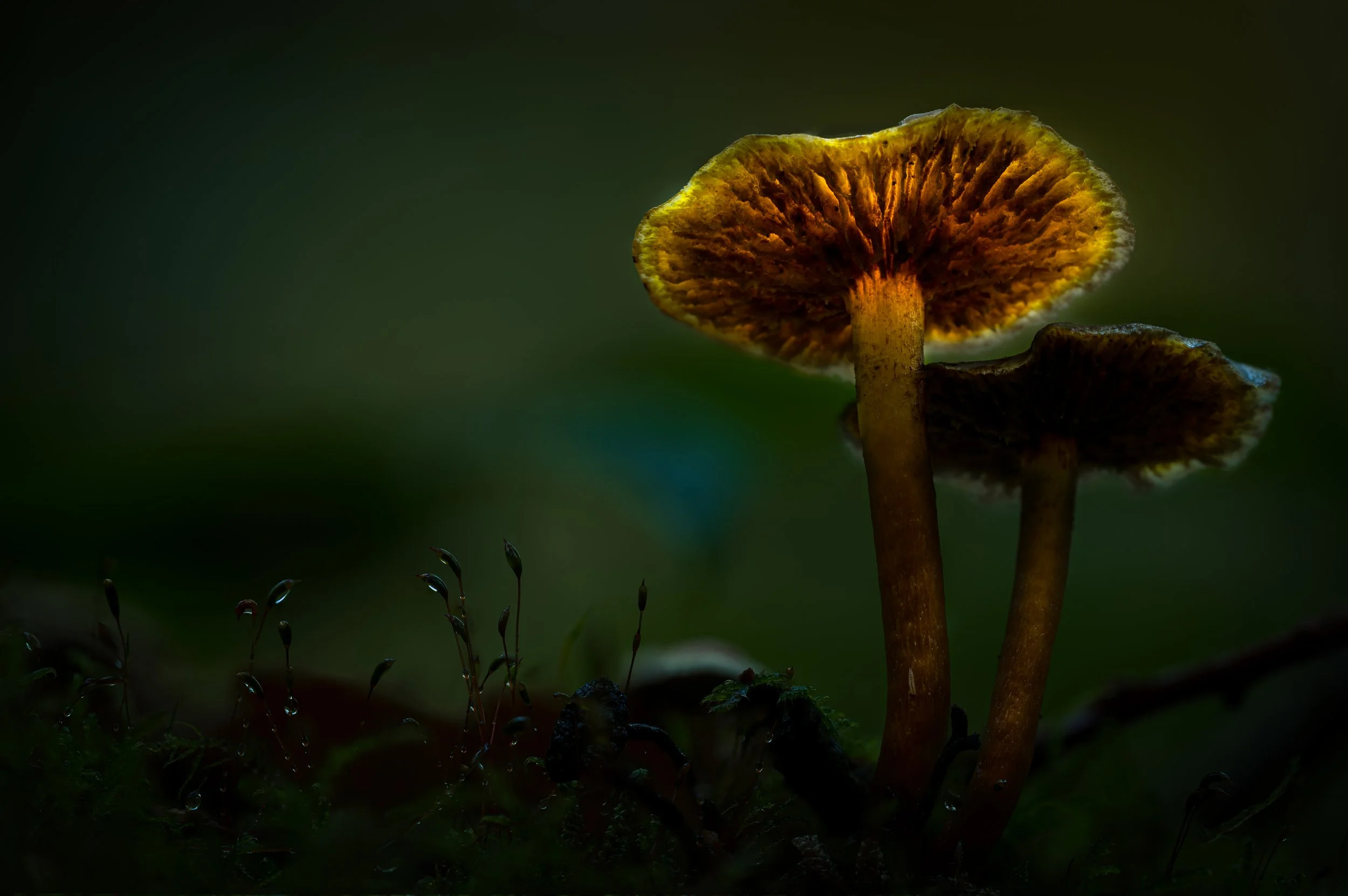 Light painting mushrooms.
