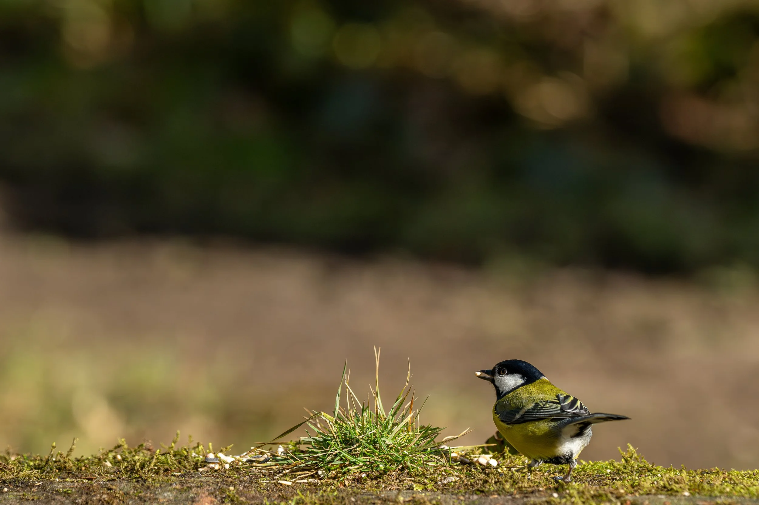 A Great Tit feeding on a stone wall.