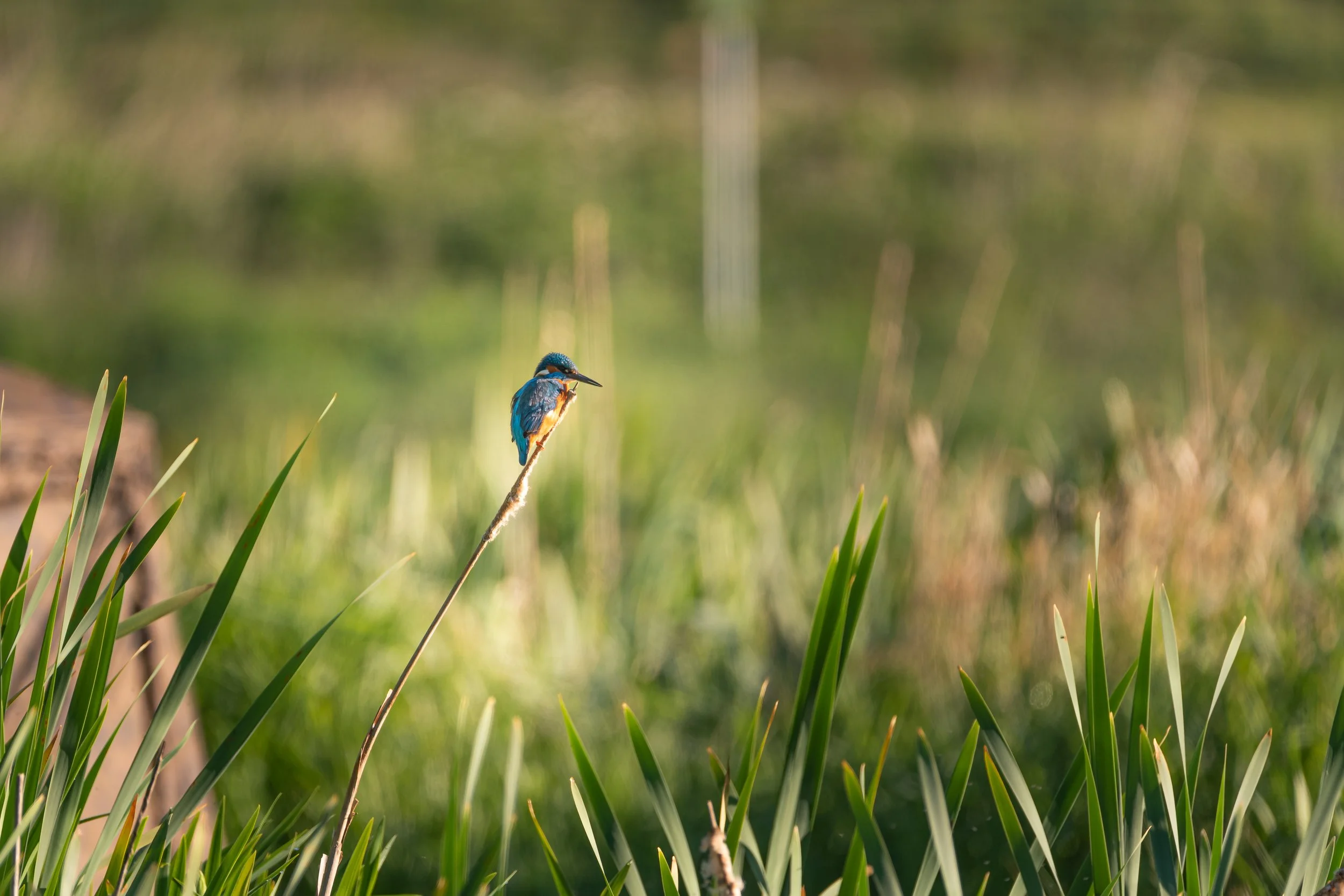 Eurasian Kingfisher perched on a reed.