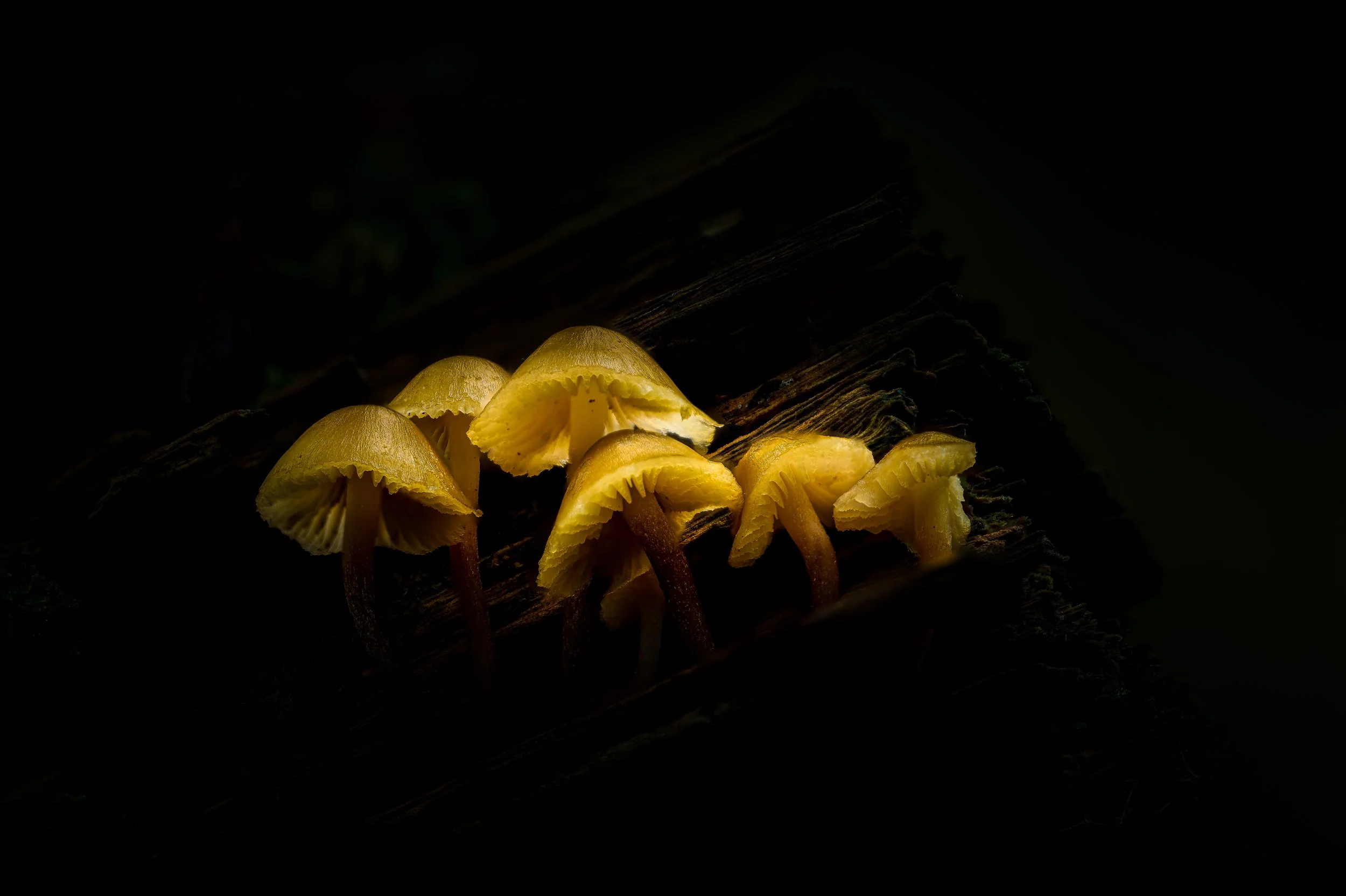 Light painting mushrooms.