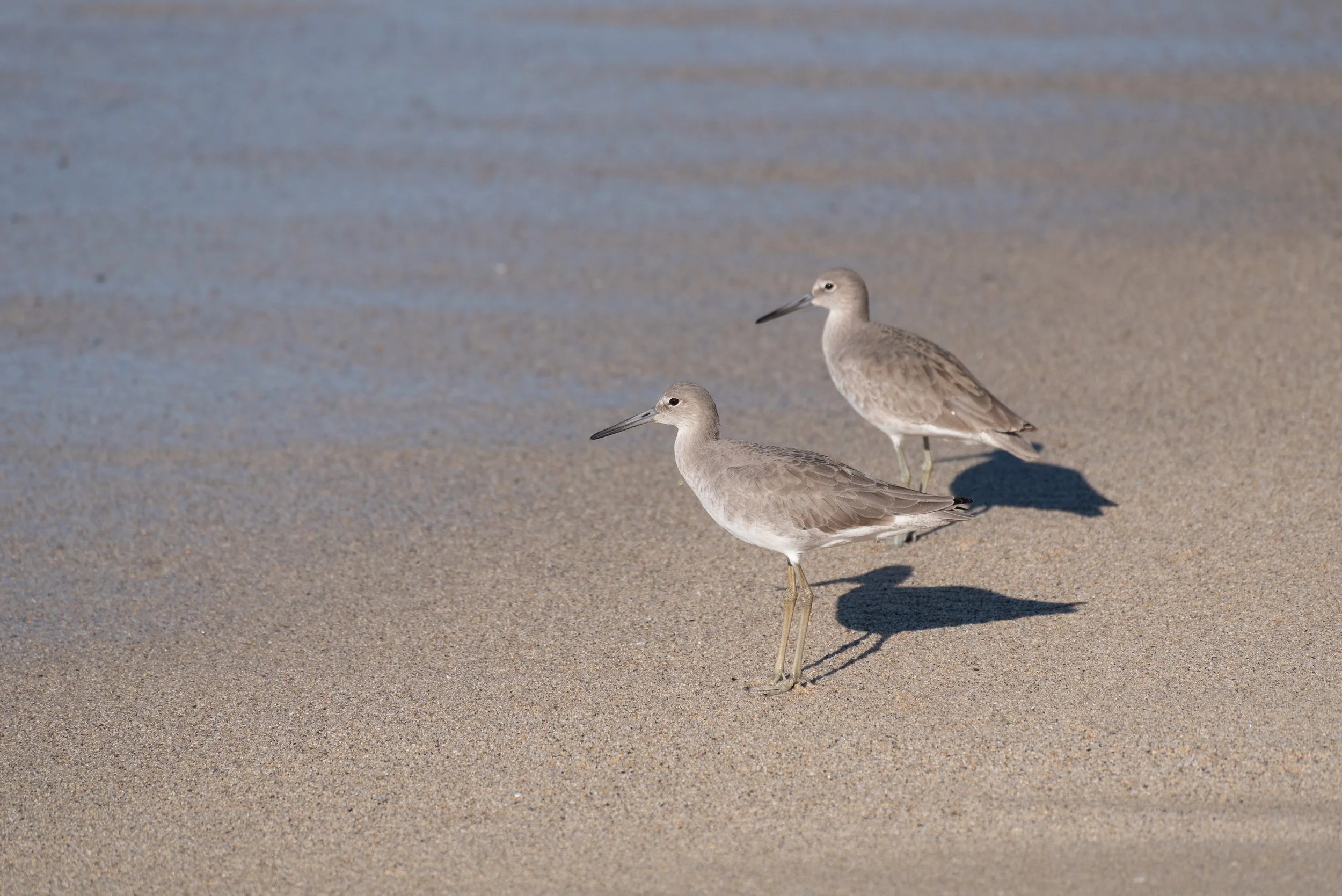 Two Common Sandpipers on the beach.