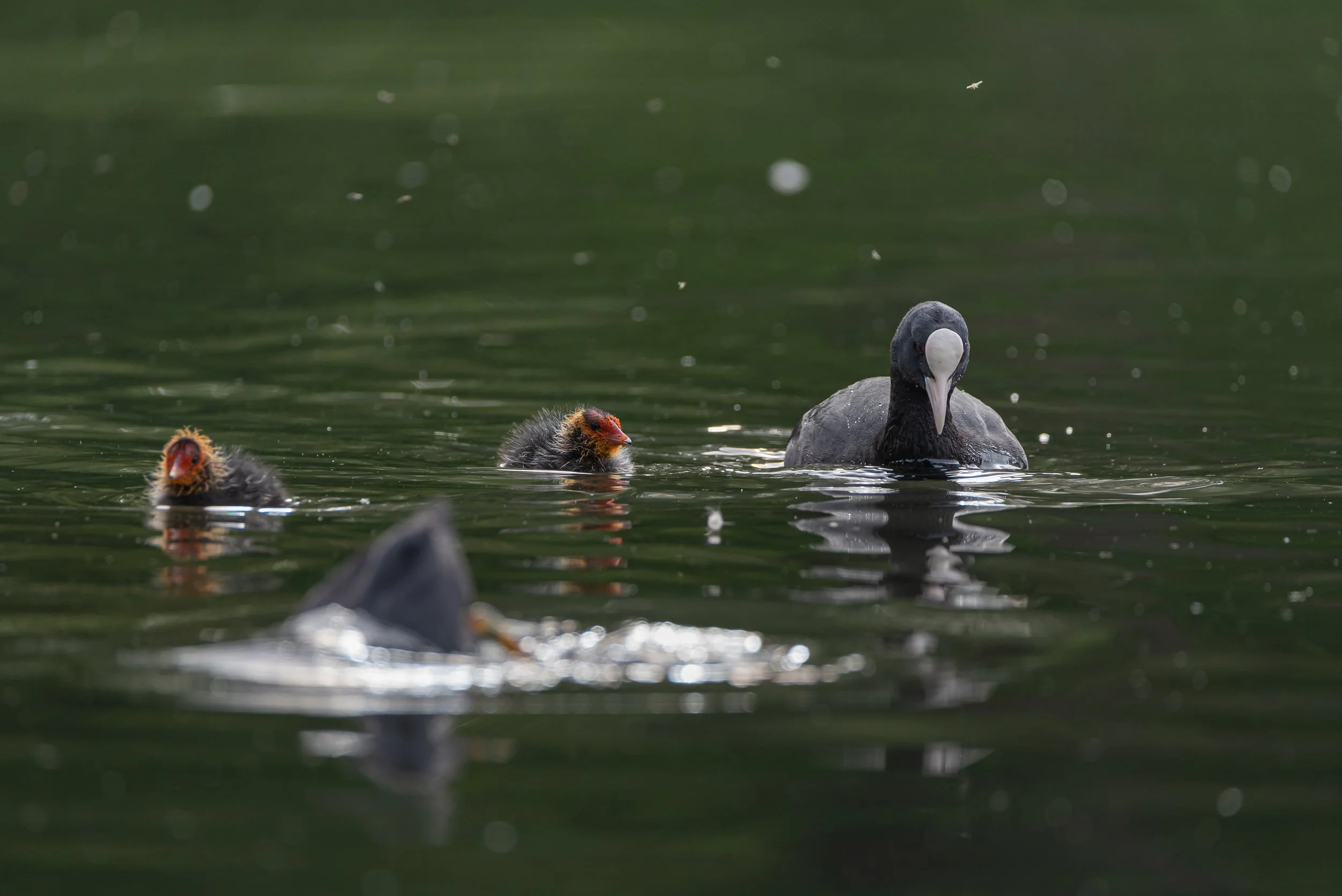Coot on a pond with young.