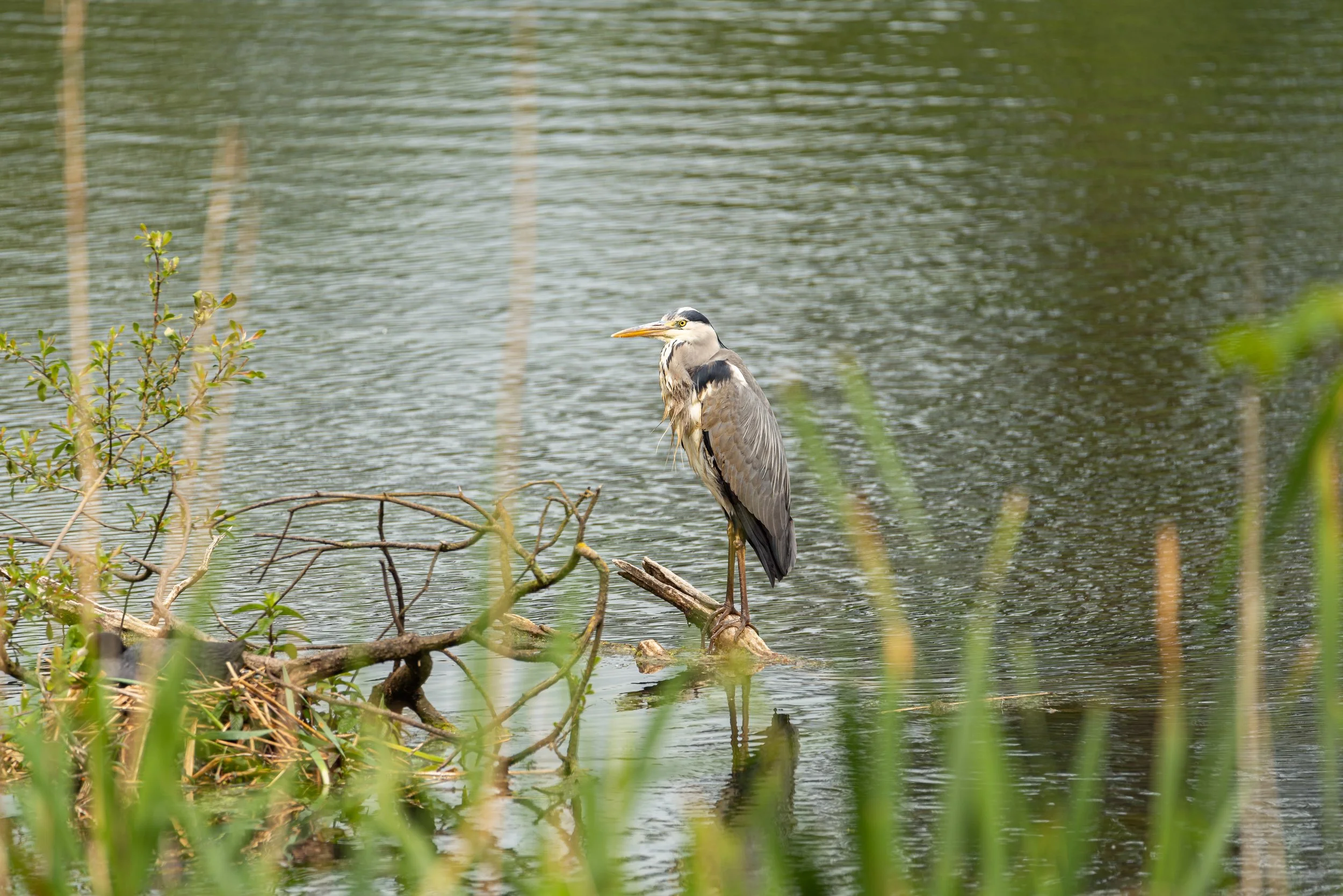 Grey Heron perched at Ford Green Hall.