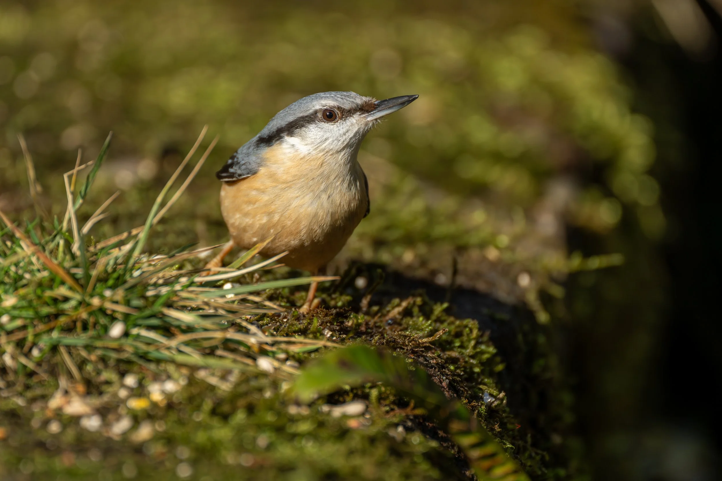 A Nuthatch on a moss covered wall.
