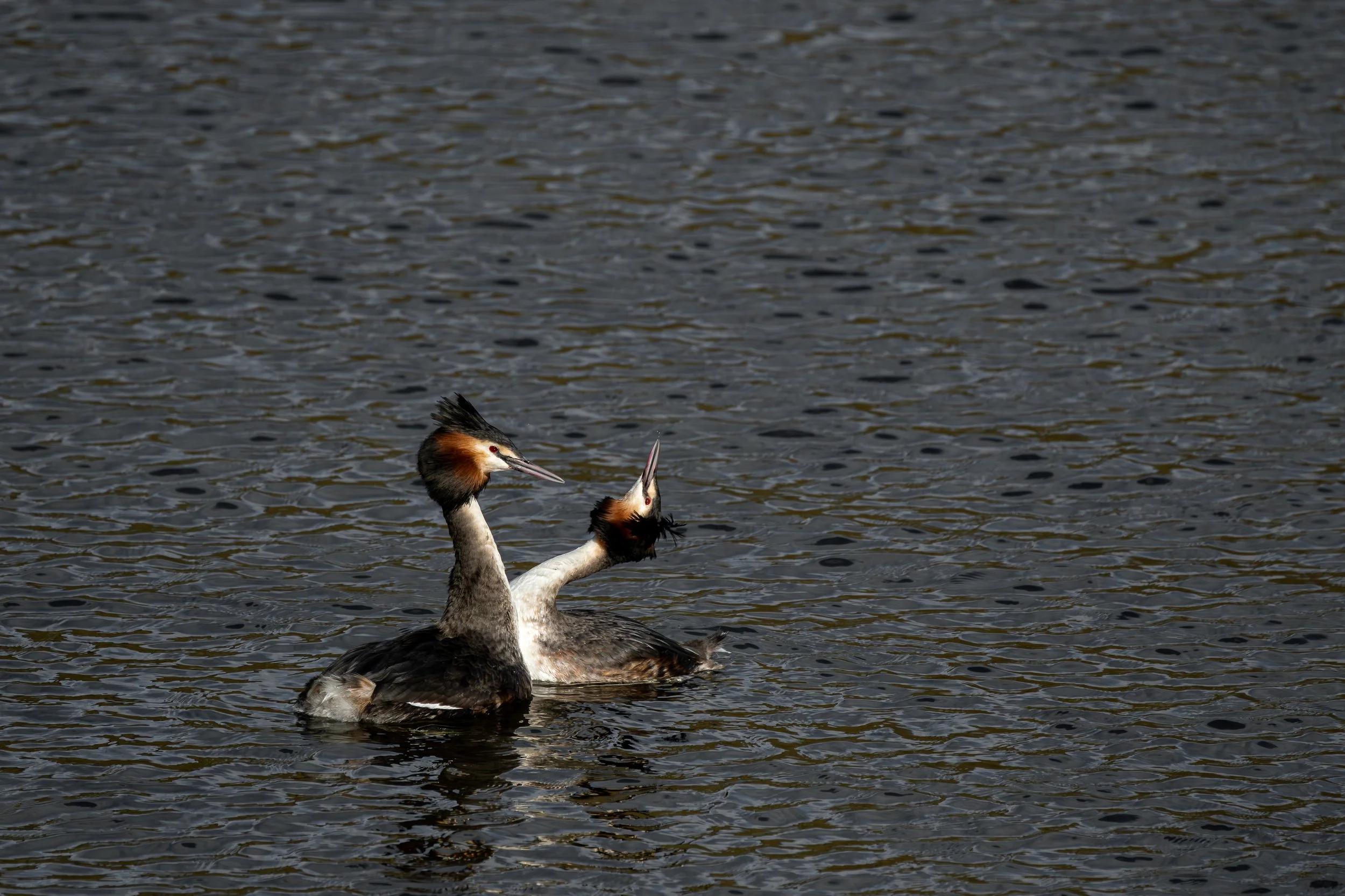 Great Crested Grebe courtship dance.