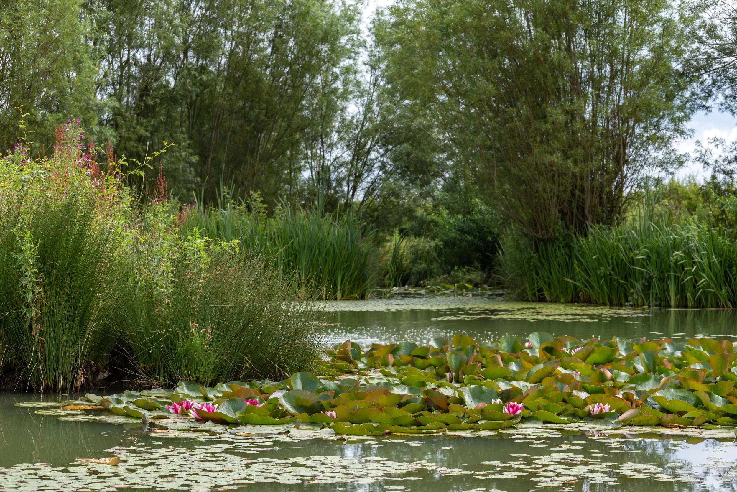 Lilly pads on a pond.