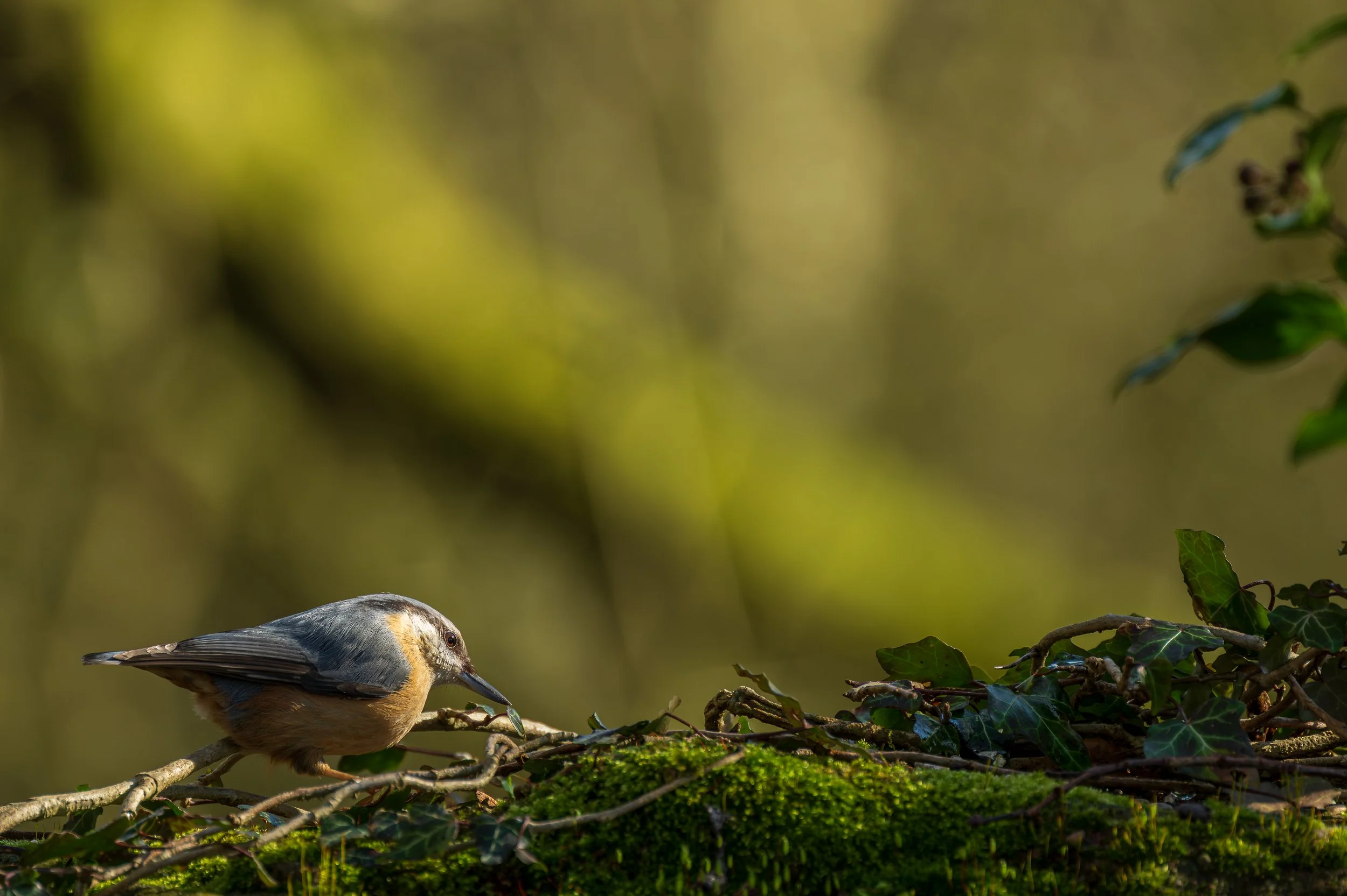 A Nuthatch foraging in the woodland.