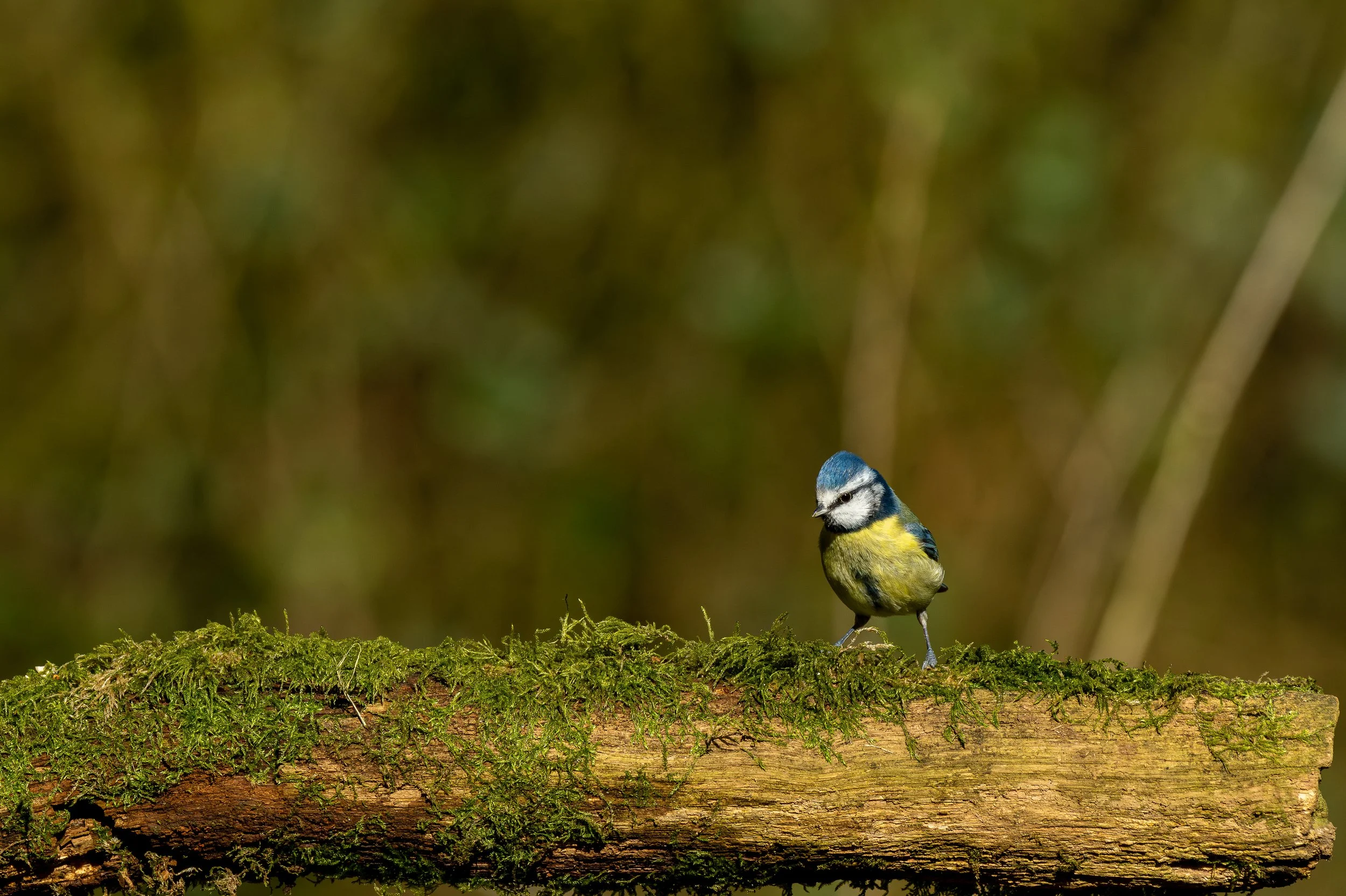 A Blue Tit on a moss covered log.
