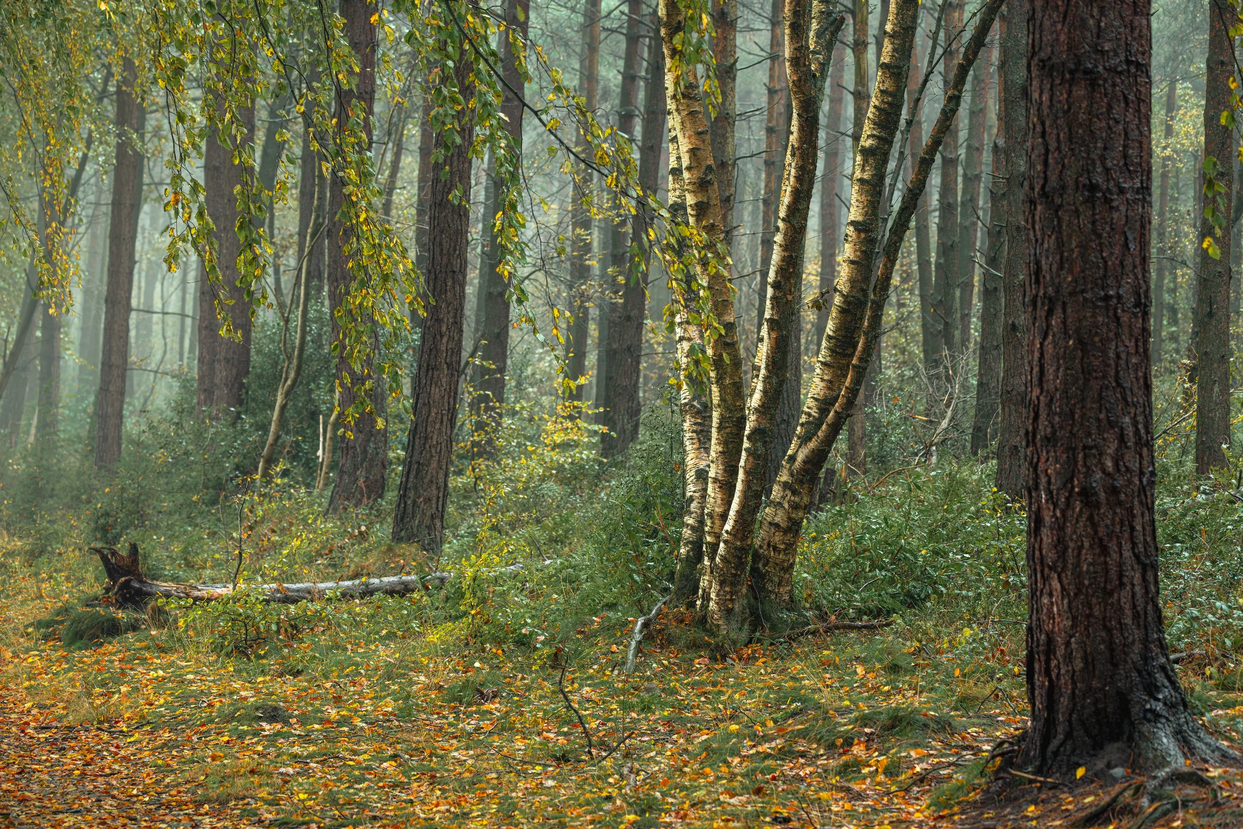 Autumn woodland in Darwin Forest, Upper Moor.