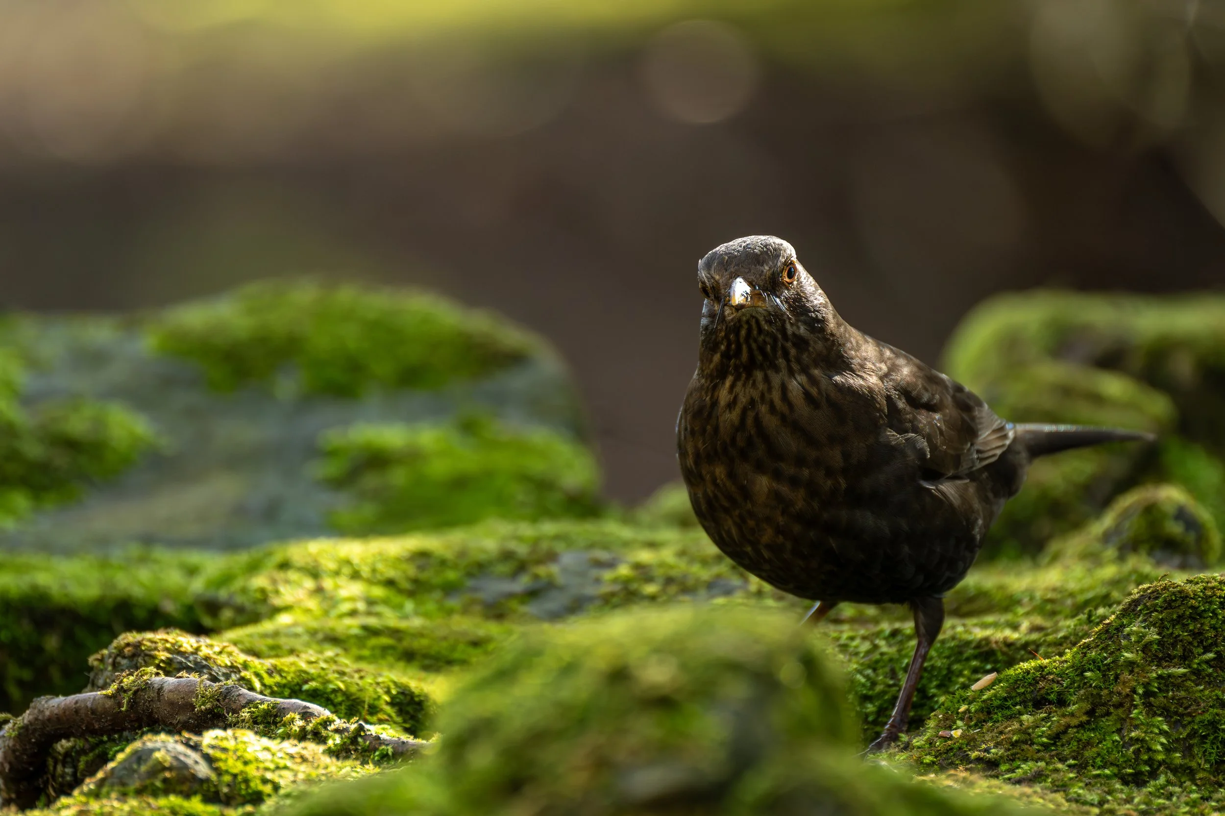 A female Blackbird on moss covered rocks.
