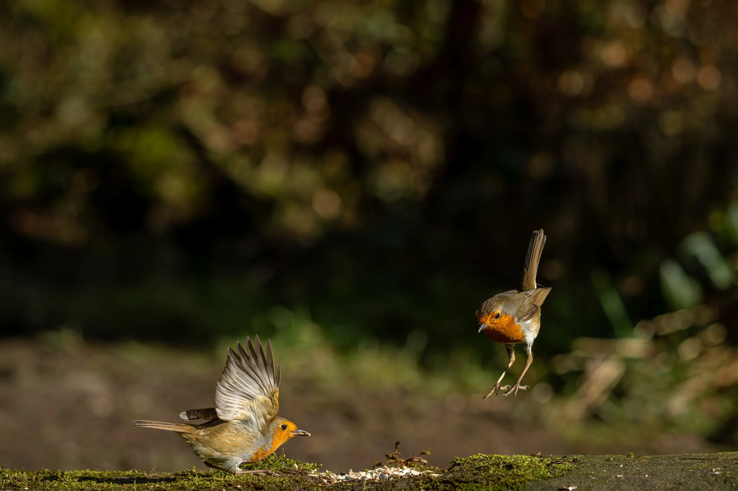 Two Robin's squabbling over food.