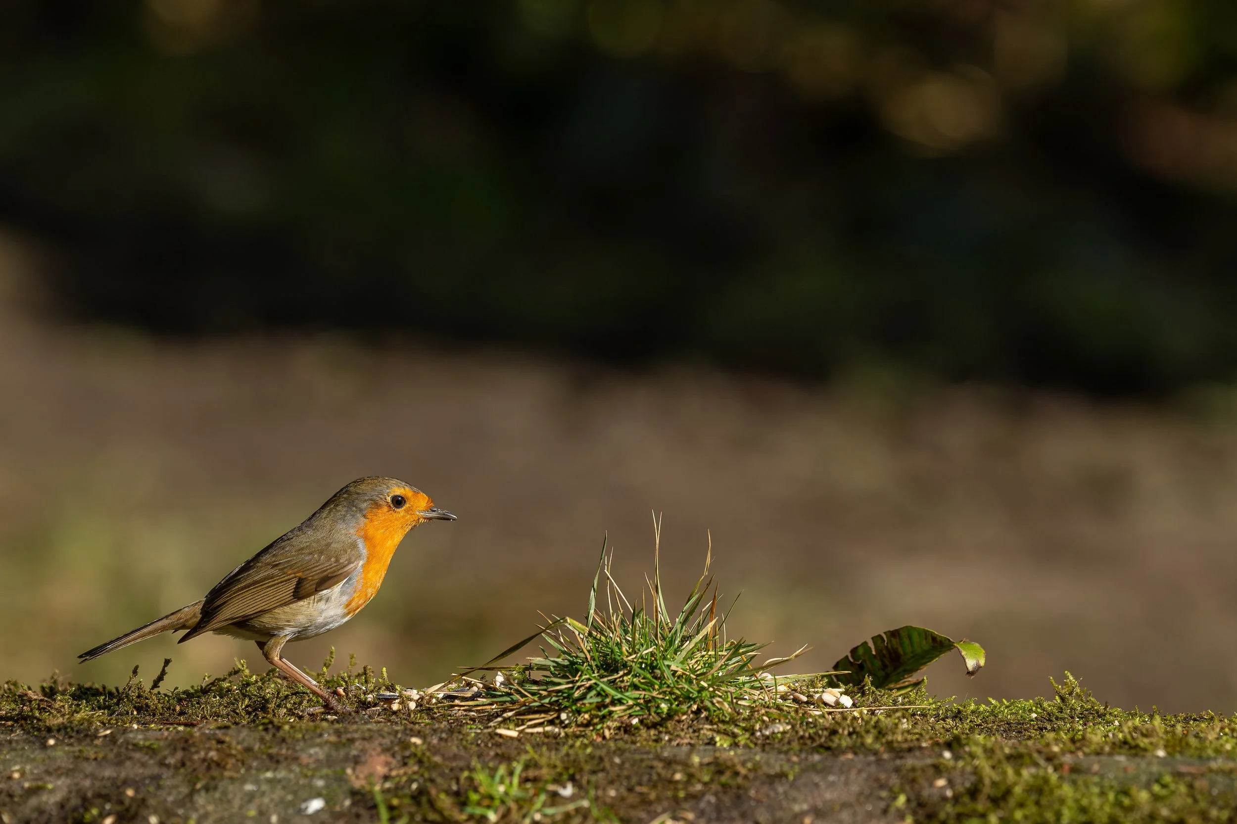 A Robin on a moss covered wall.