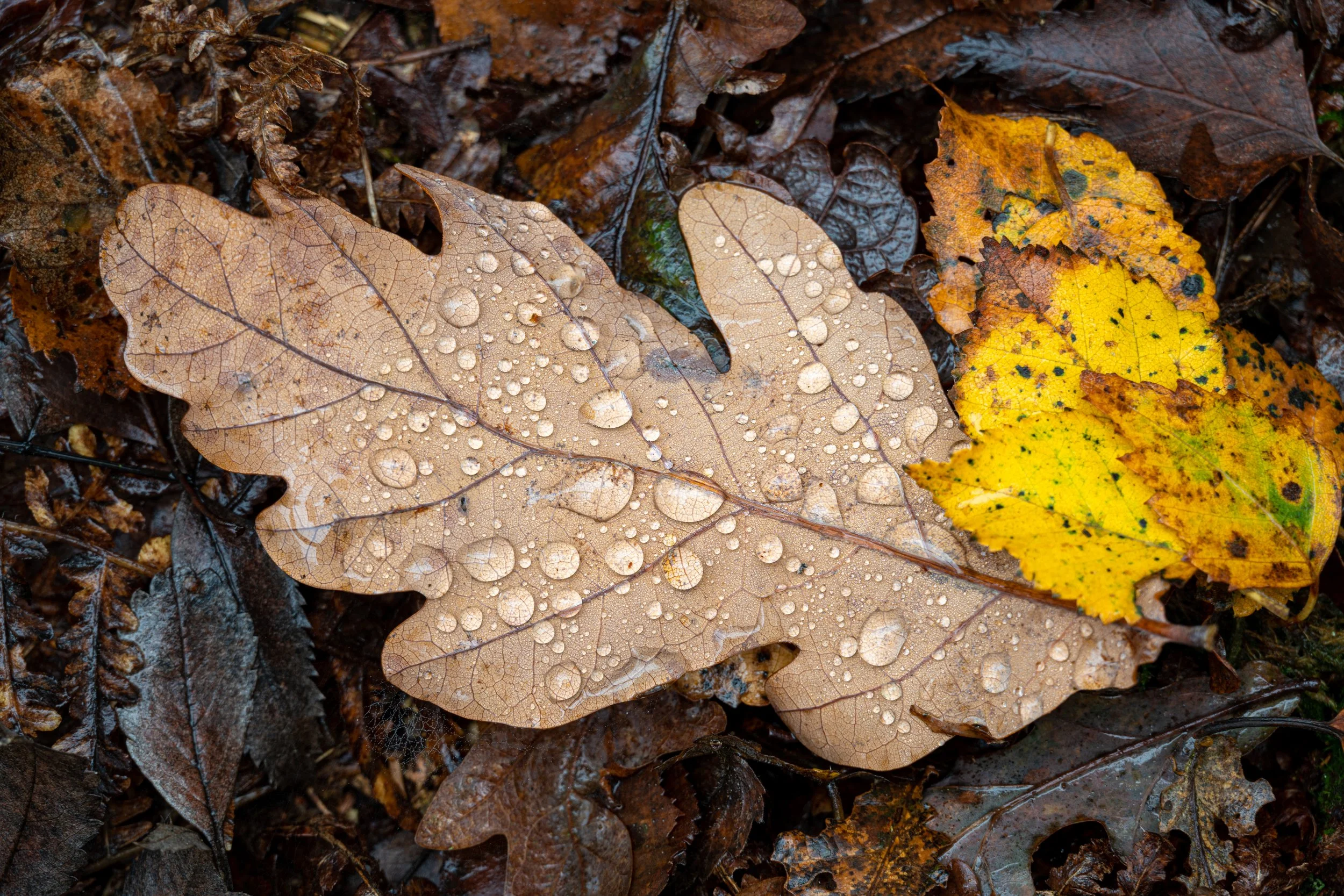 Autumn leaves with rain drops.