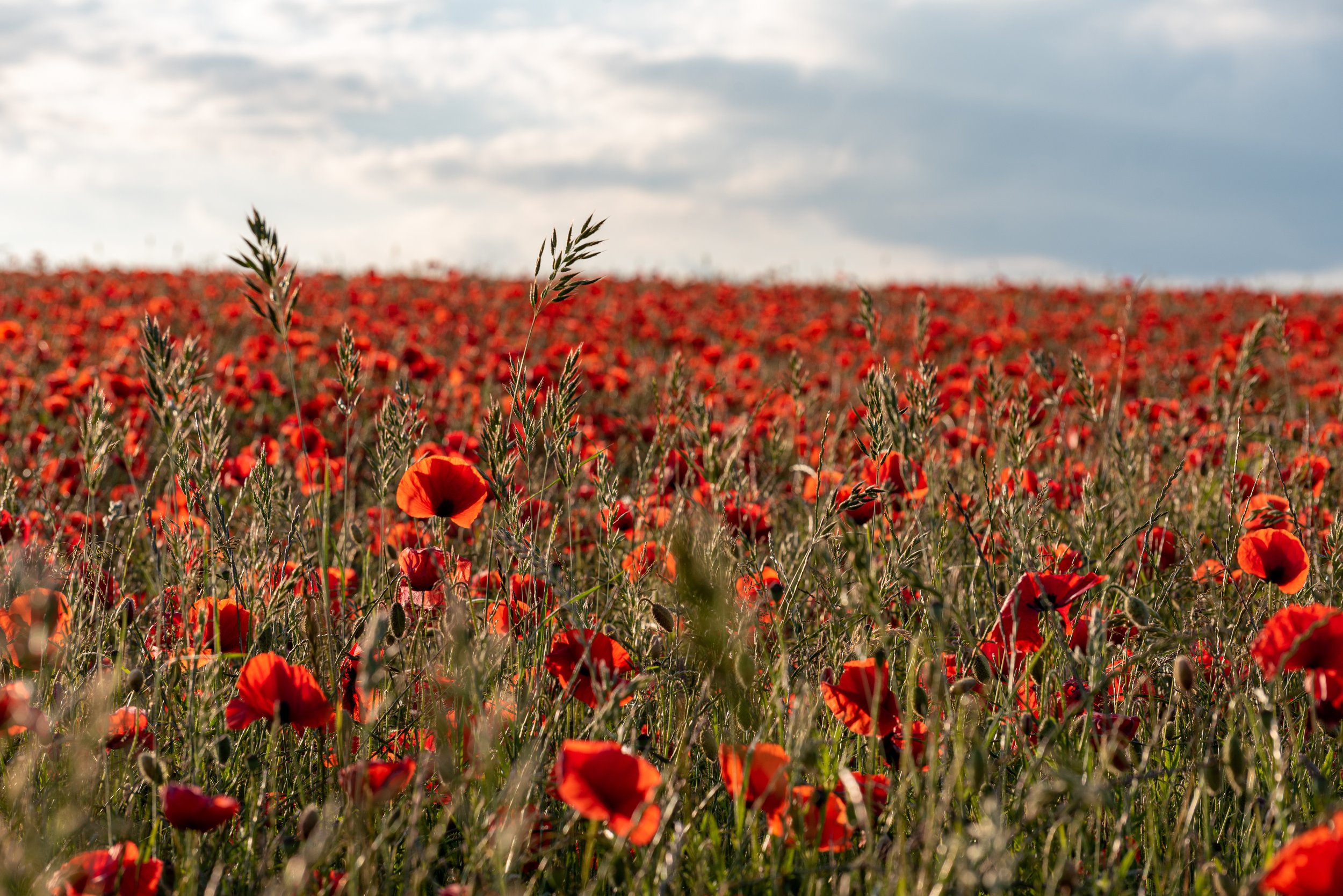 Baslow poppies.