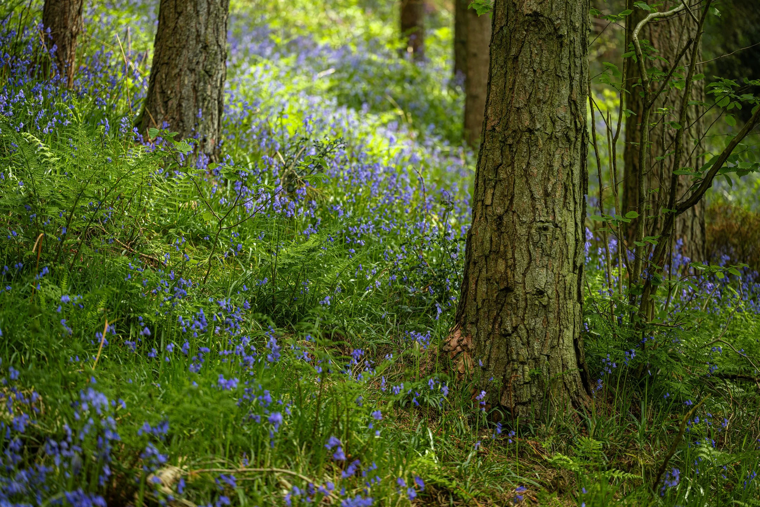 Bluebells at Danebridge in the Peak District National Park.