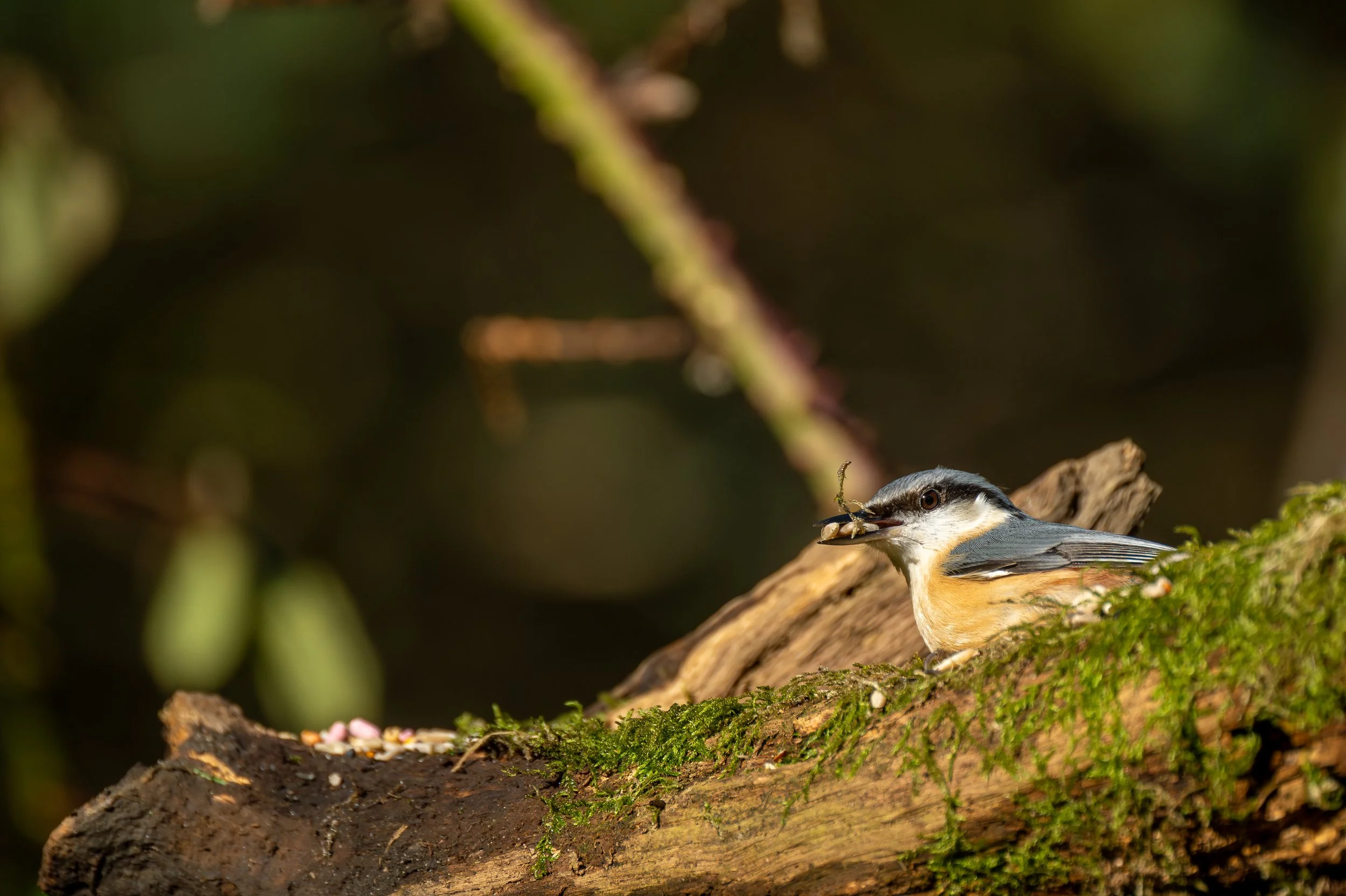 A Nuthatch with a beak full of food.