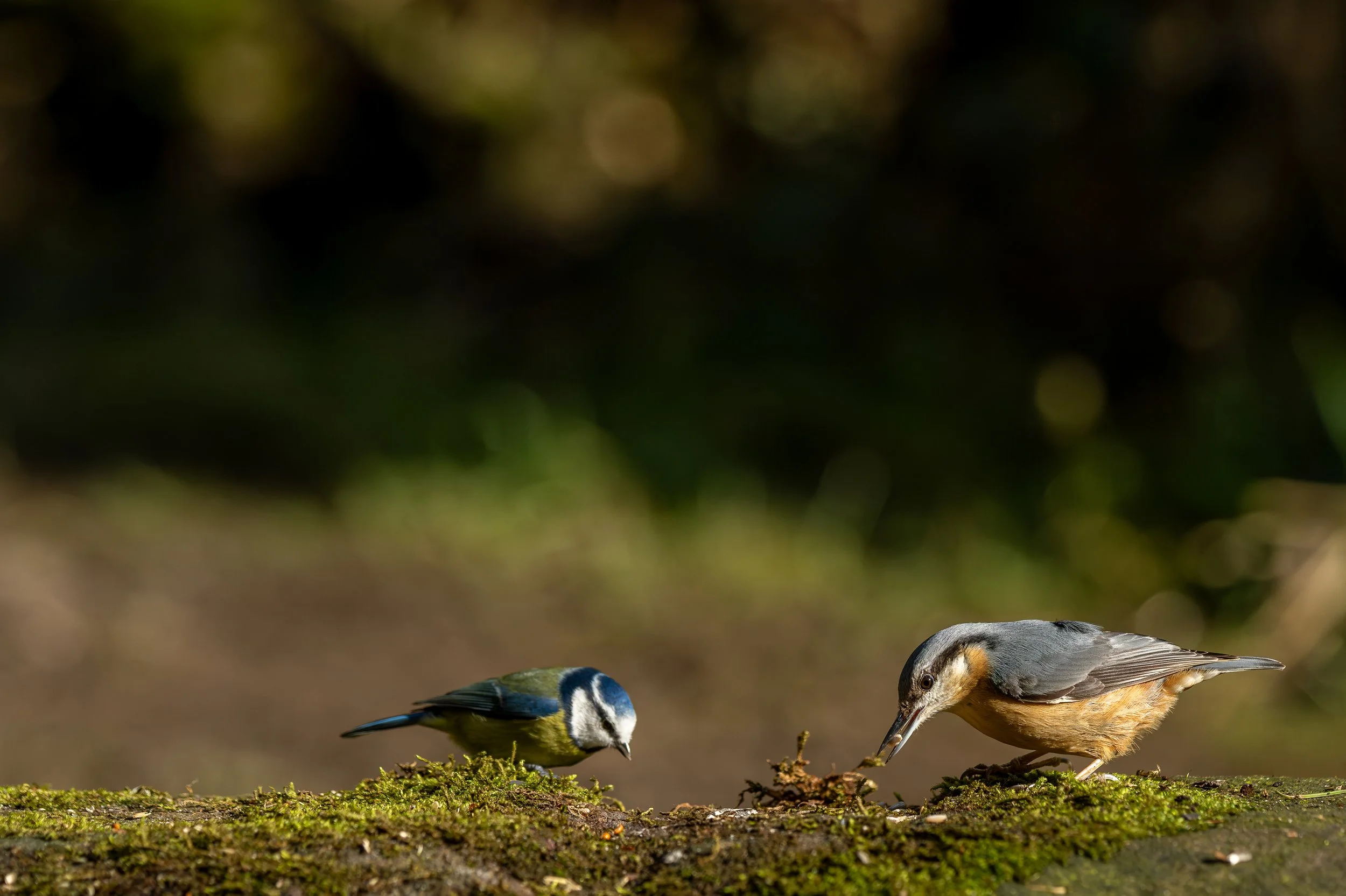 A Blue Tit and Nuthatch feeding together.