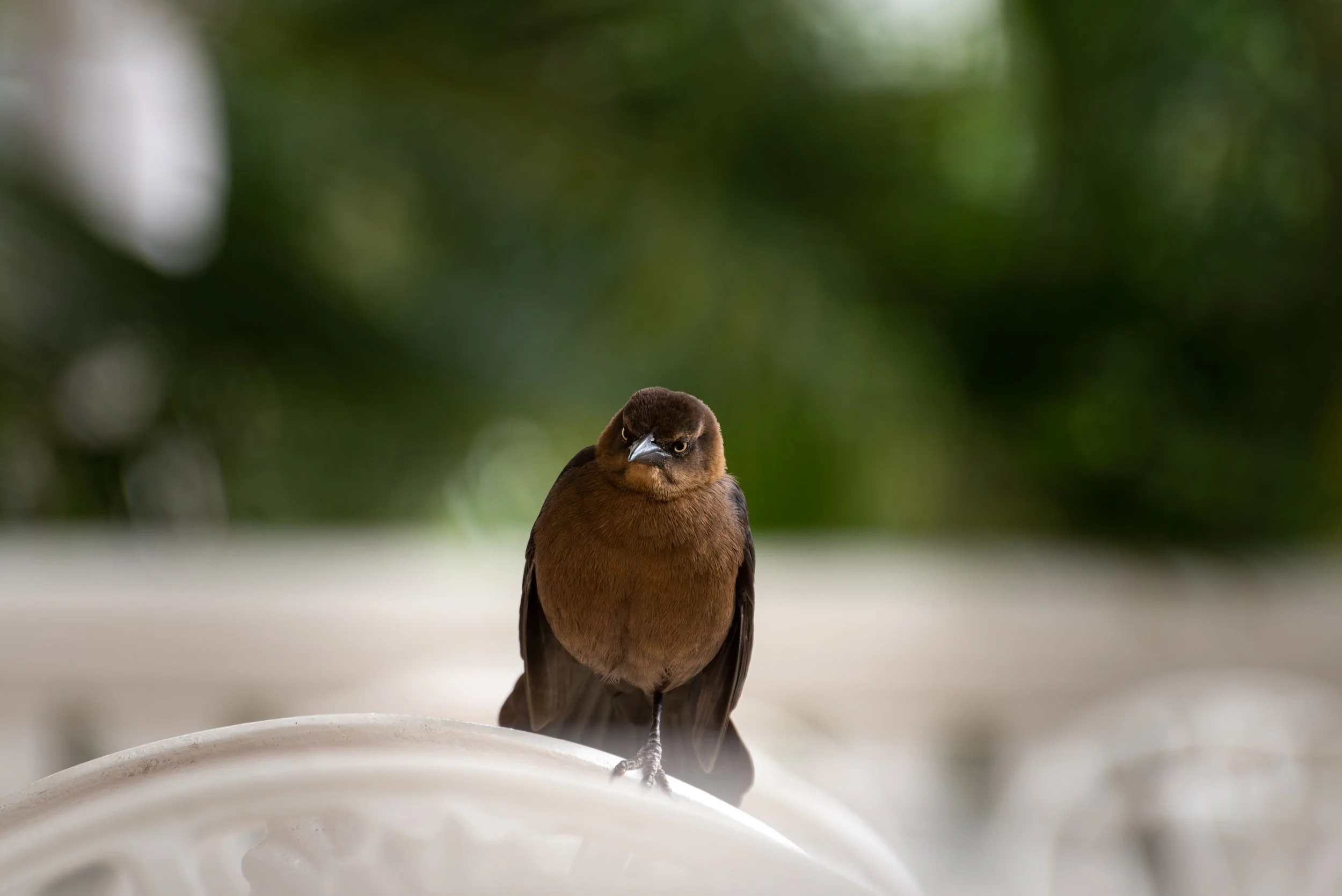 Angry Bird.