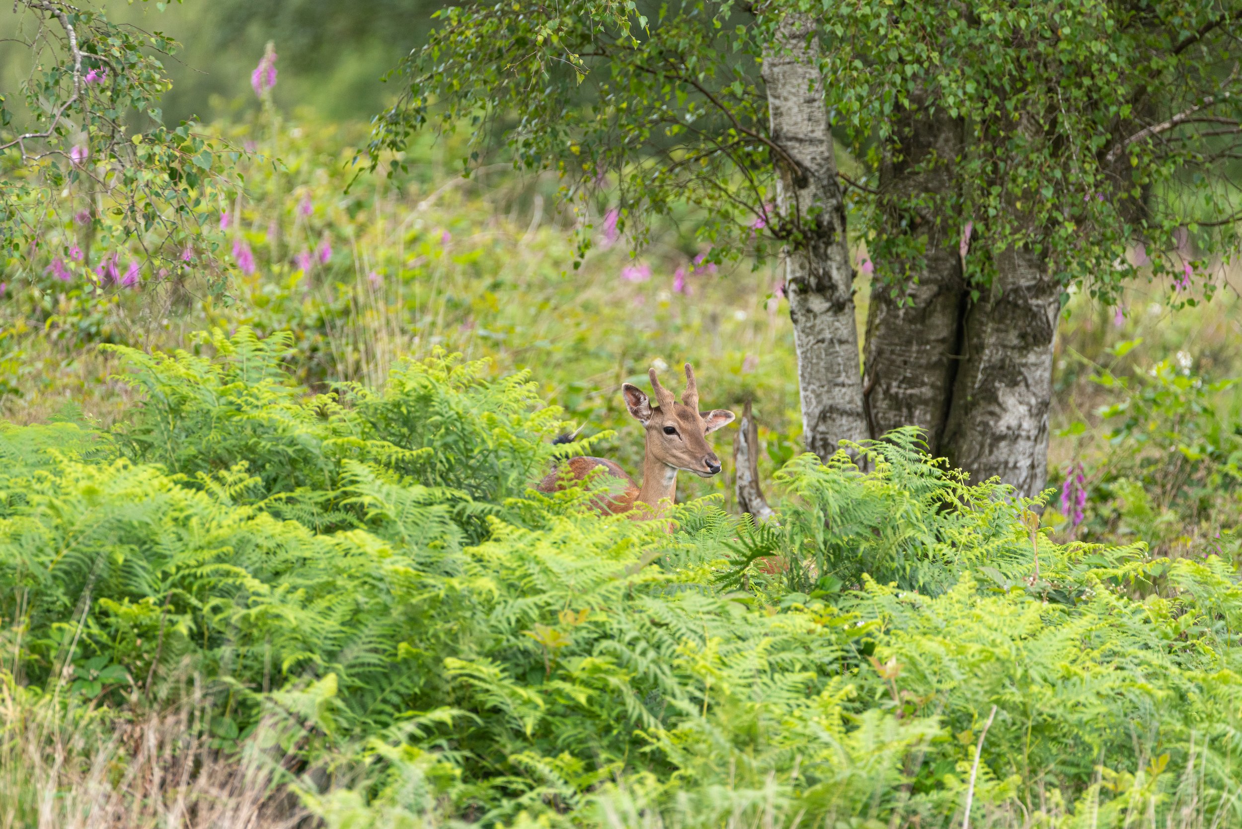Fallow deer at Cannock Chase.