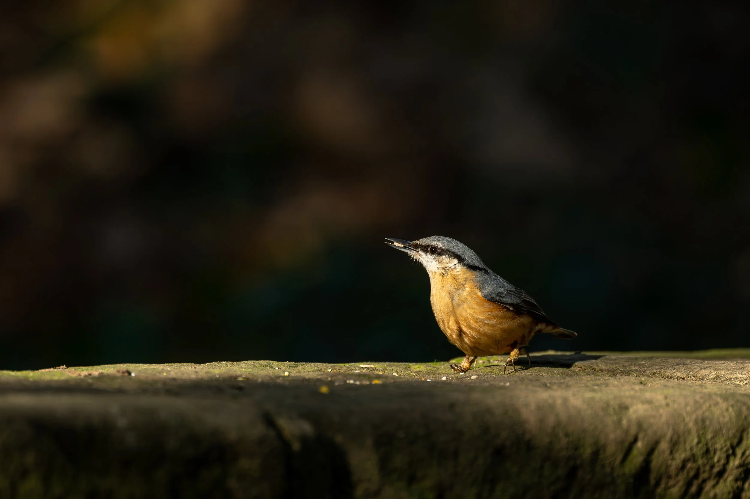 Nuthatch feeding on a stone wall.