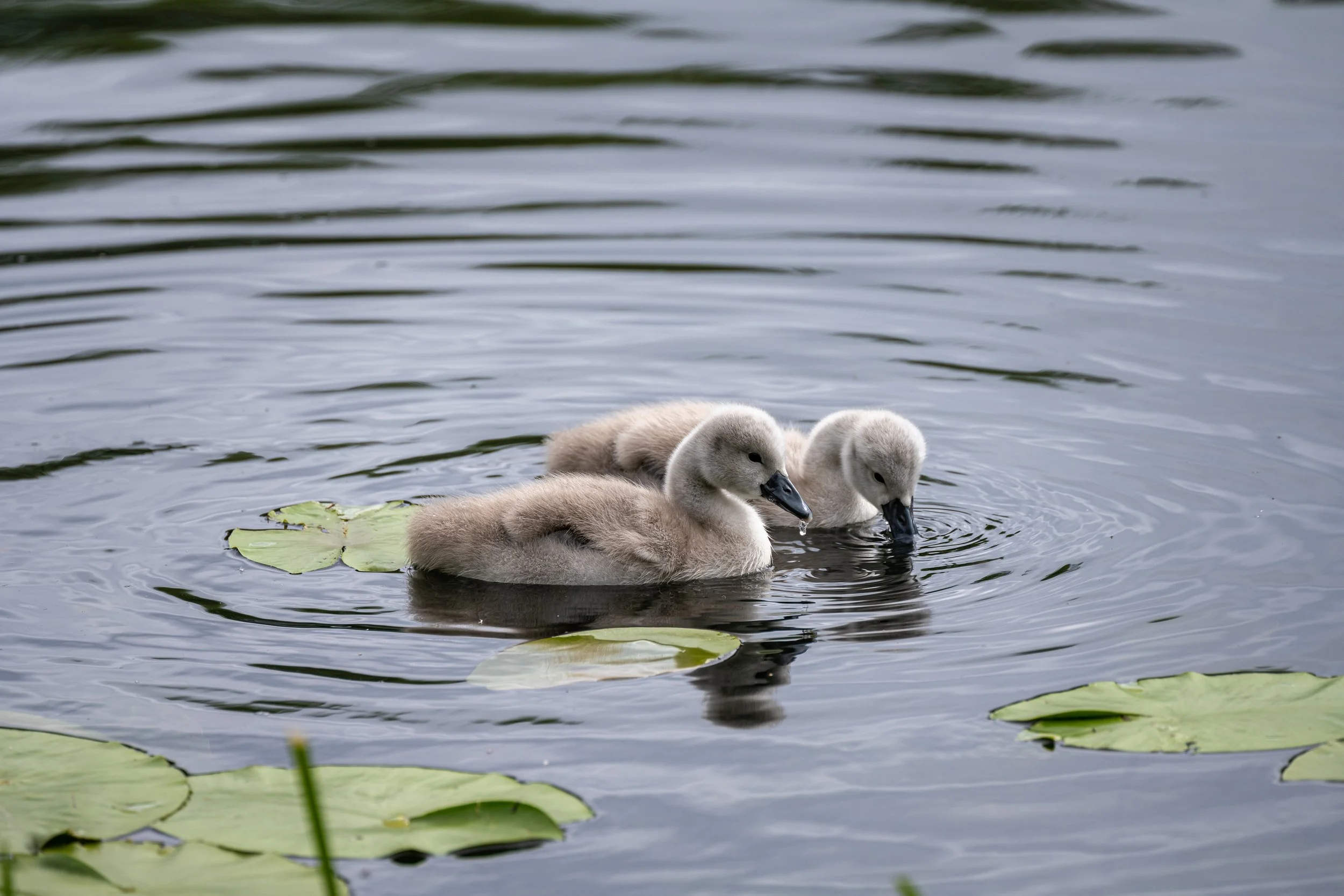 Cygnets on a lake in Staffordshire.