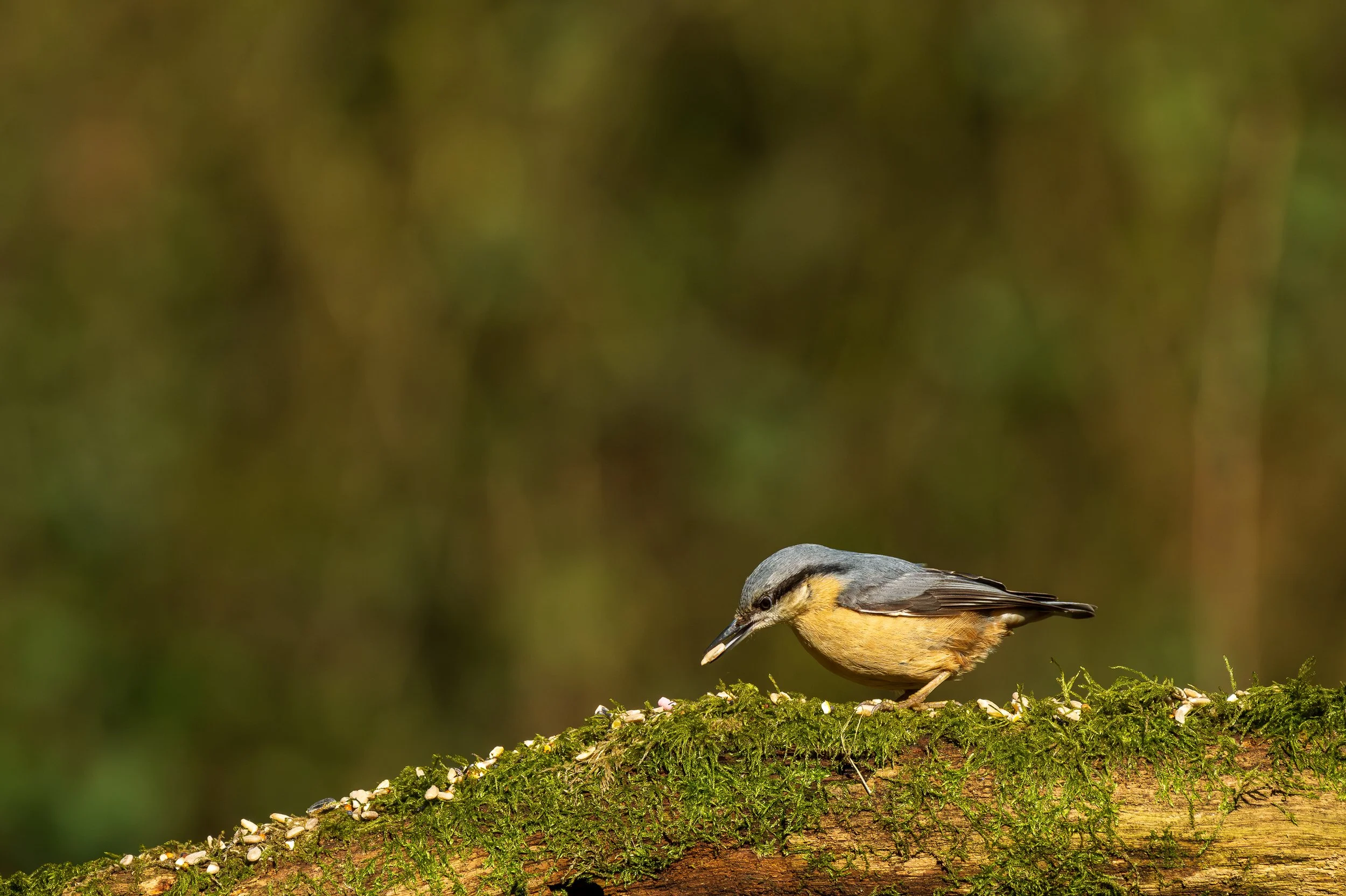 A Eurasian Nuthatch on a moss covered tree branch.