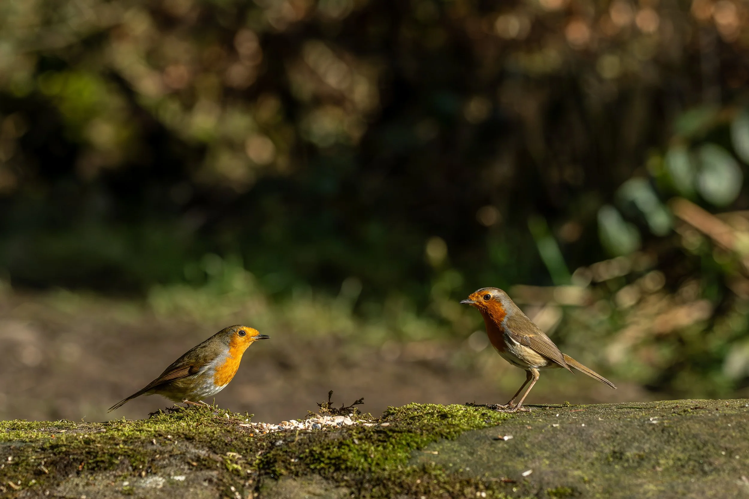 Two Robin's in a stand-off over food.