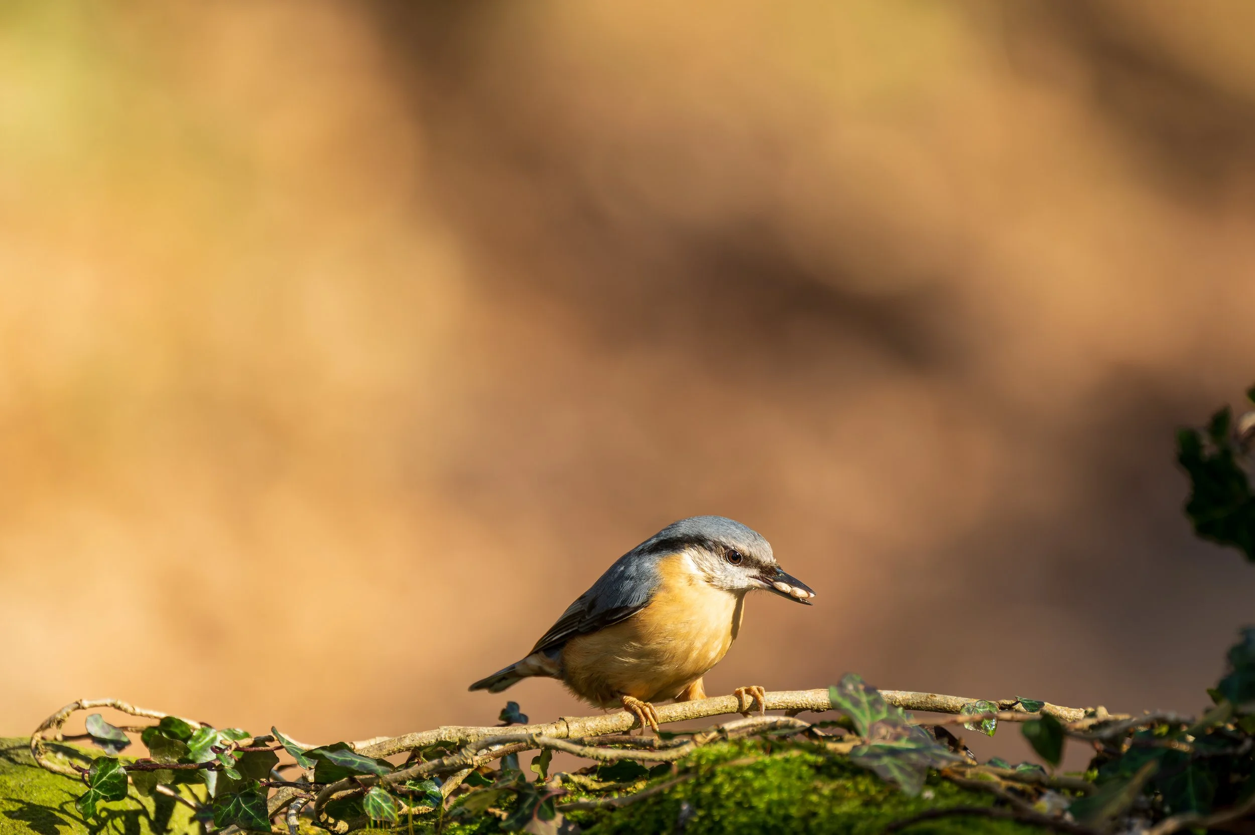 A Eurasian Nuthatch with a beak full of seed.