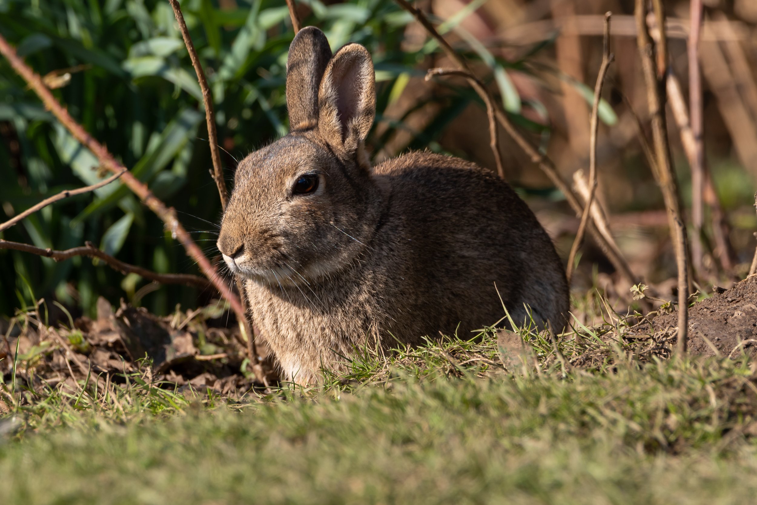Wild rabbit at Tittesworth reservoir.