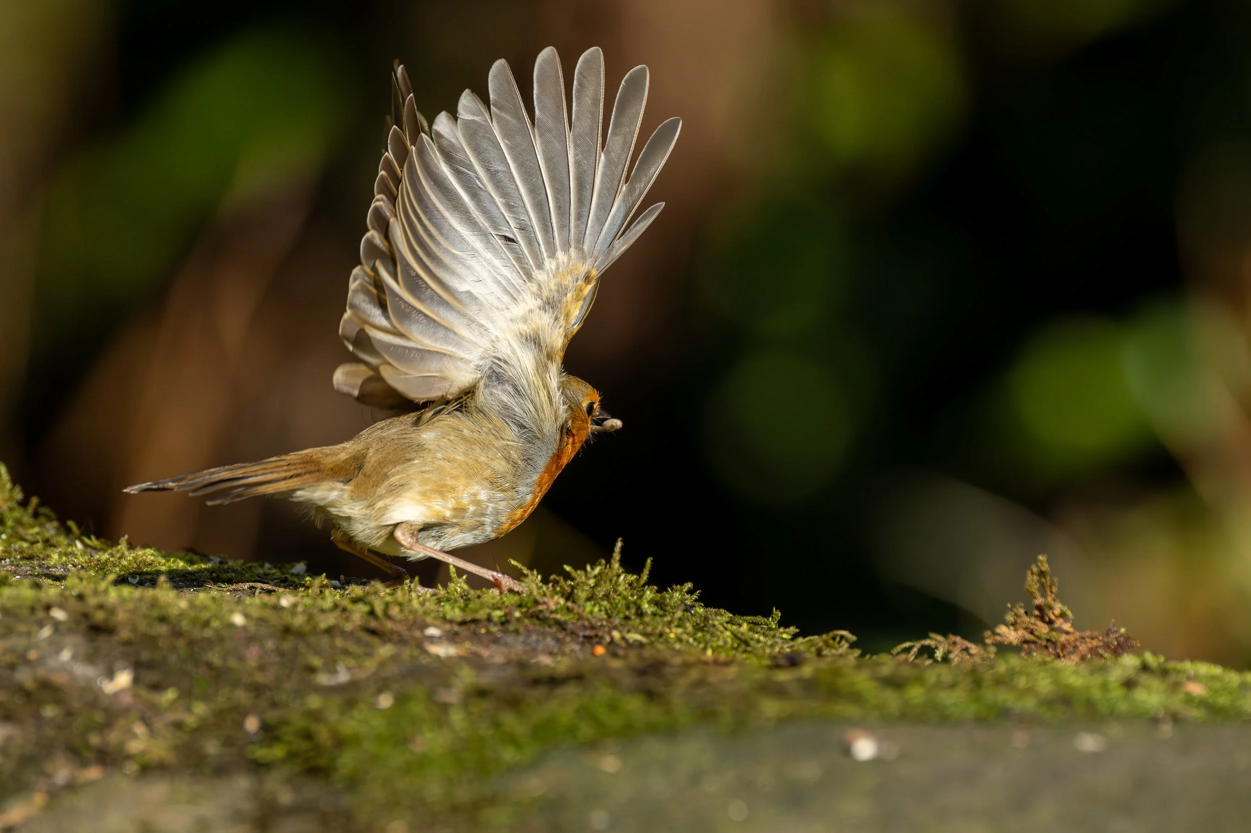 A Robin flapping its wings.