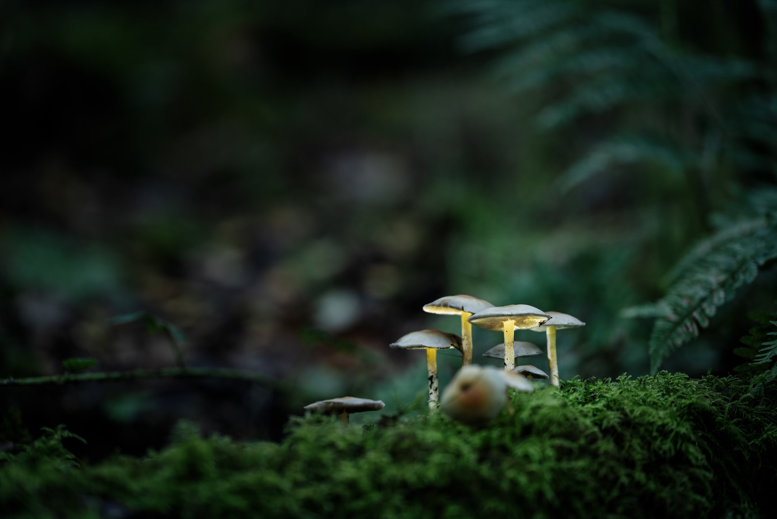 Glowing mushrooms.