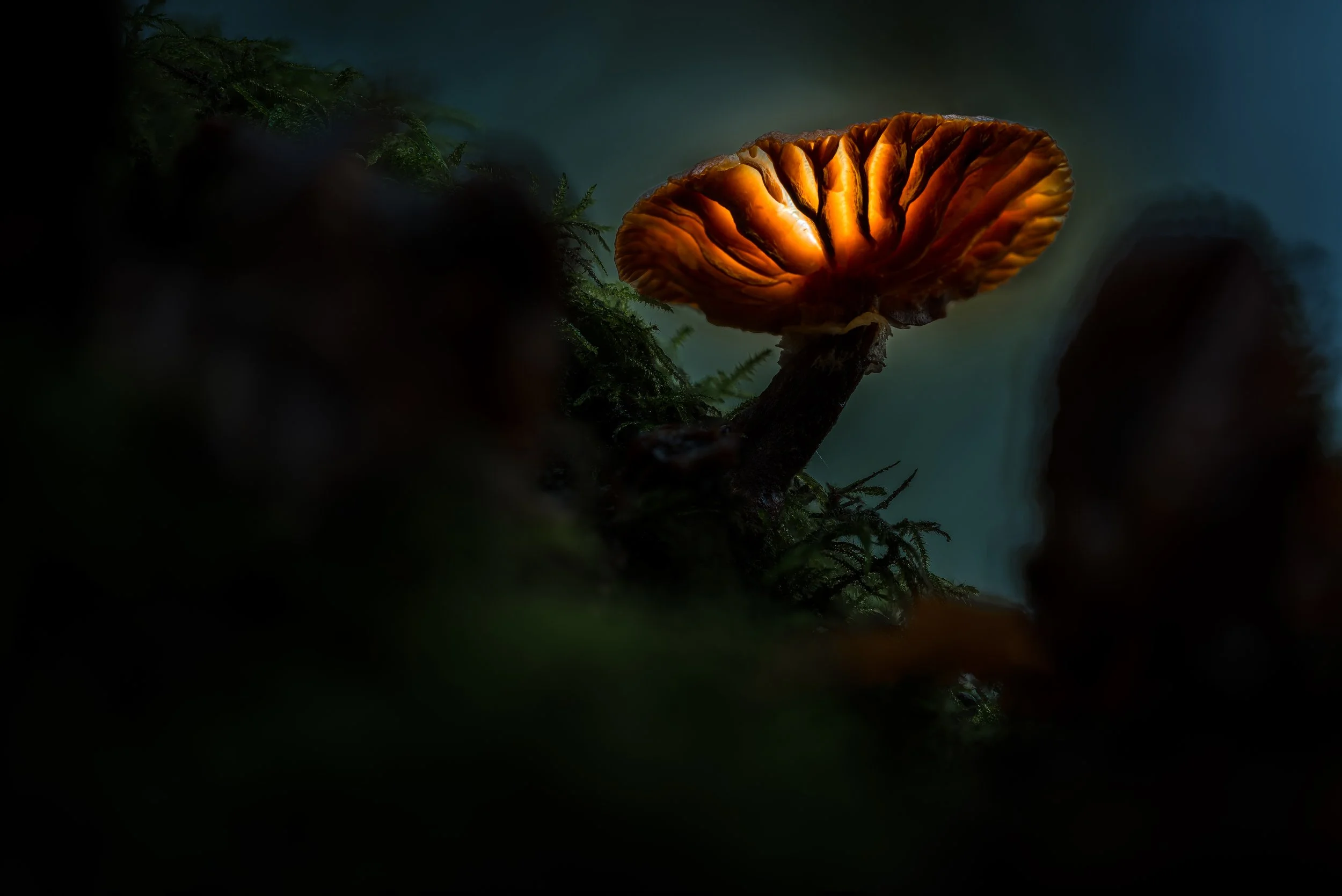 Glowing mushrooms.