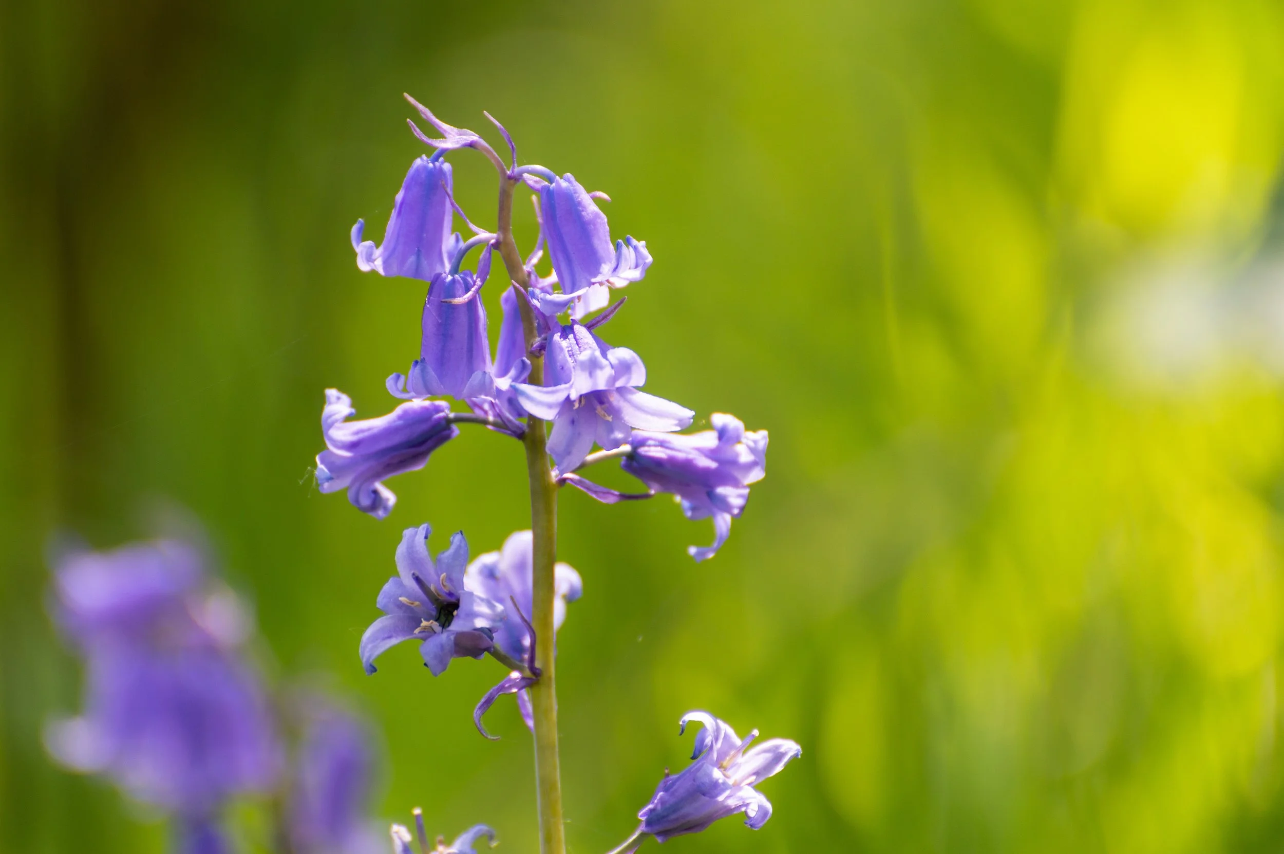 Bluebells in bloom.