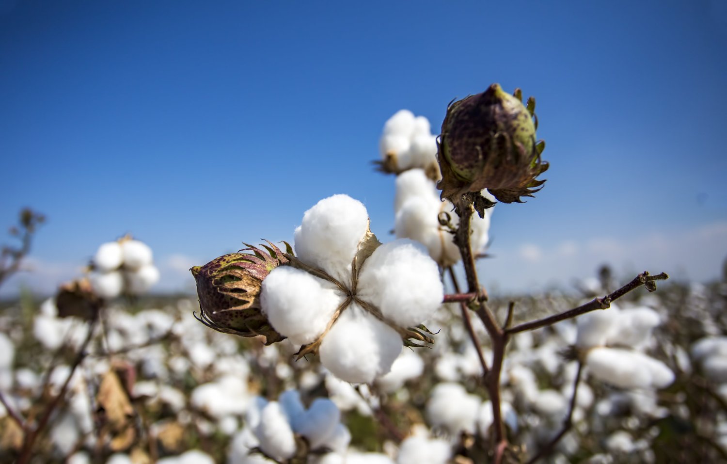Close-up of cotton plants with mature cotton bolls against a bright blue sky.