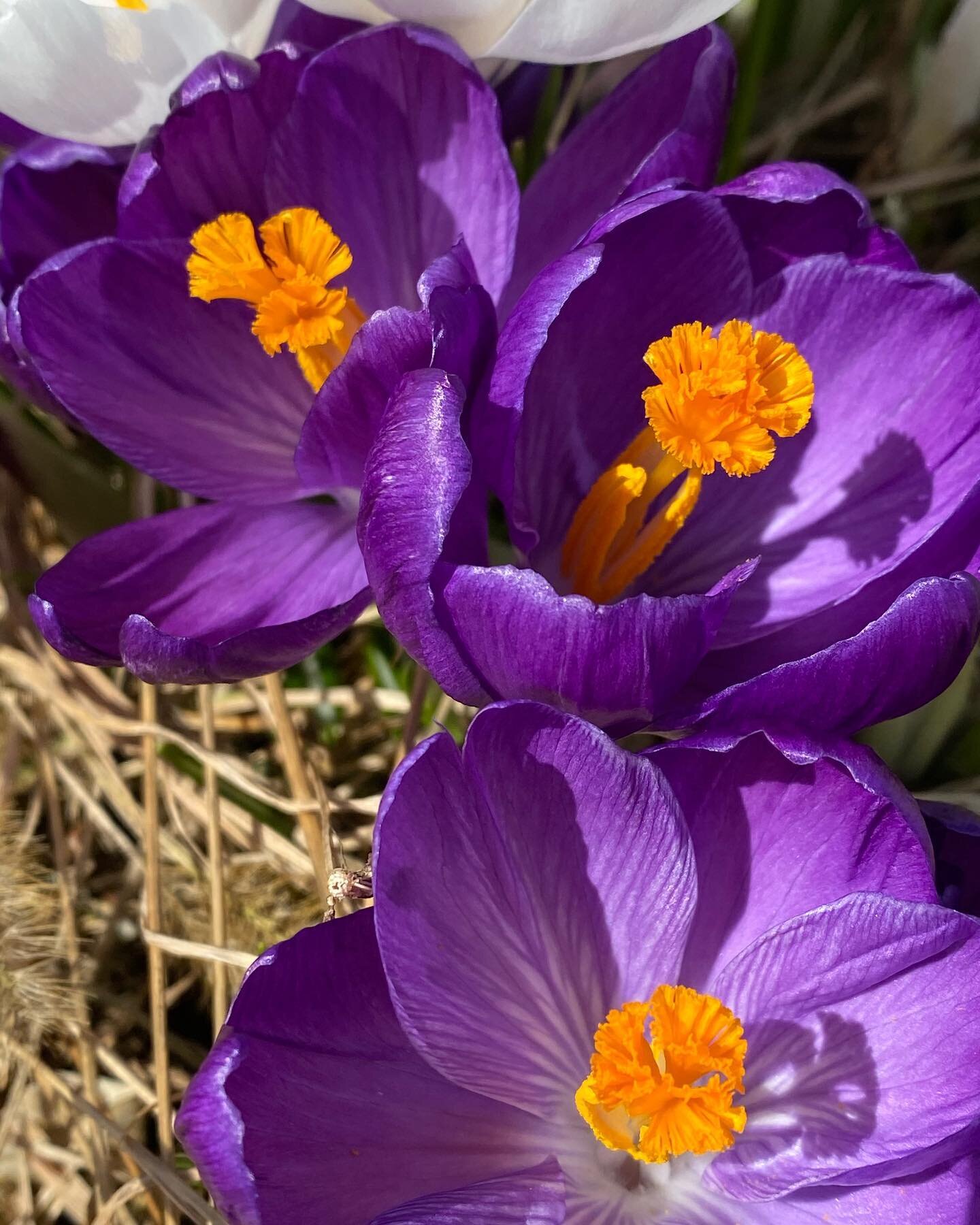 so good to see some COLOR 🤩! what&rsquo;s popping up near you??

#spring #eastercolor #colors #flowers #purple #farmlife #outsideisfree #getoutside #mindfulliving #springflowers #farm #sustainableliving #colorpalette #color