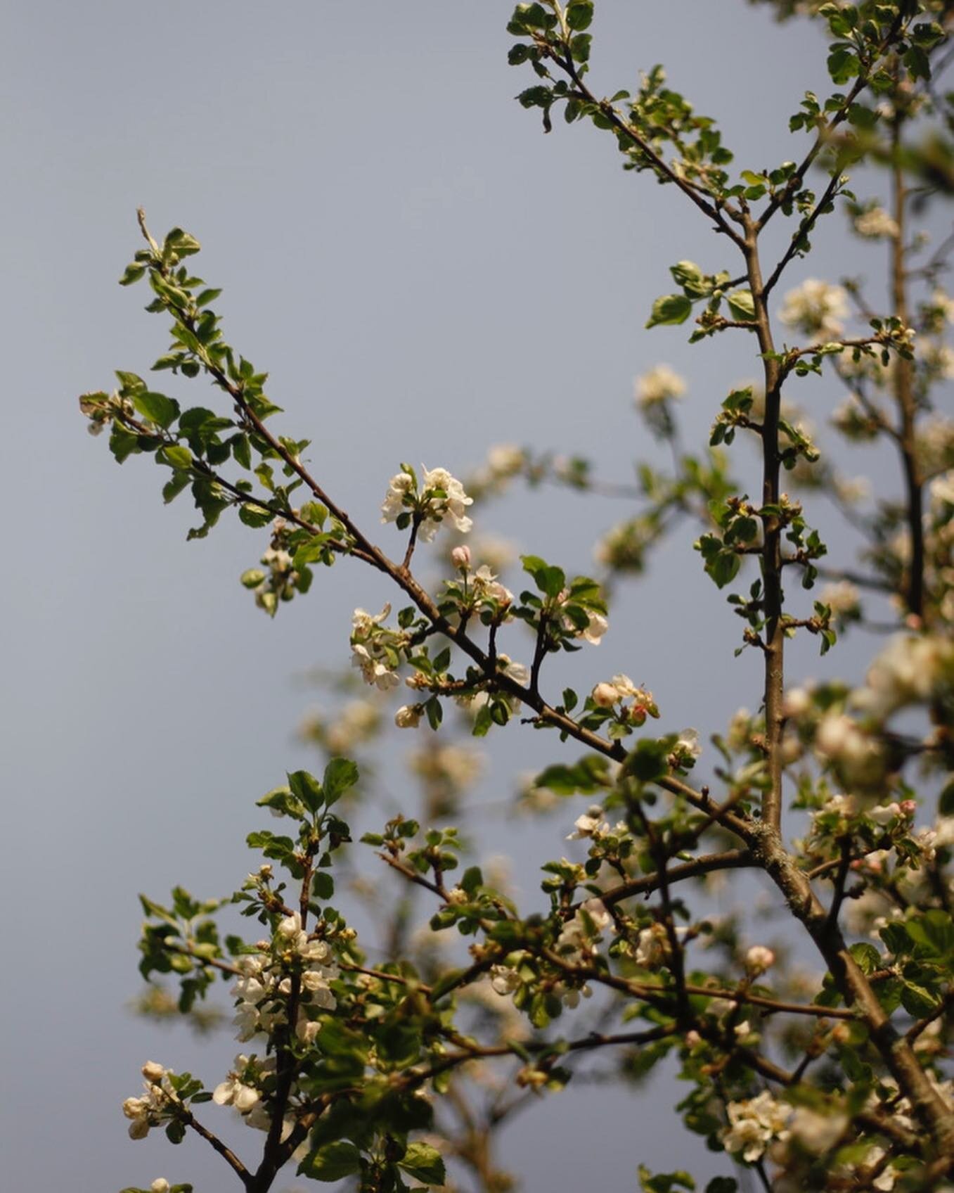 A couple weeks ago we planted 97 baby apple trees, which was a whole ordeal, because before they were in the ground, they were in our living room 😄 But now they&rsquo;re planted and over time they&rsquo;ll explode into flower bombs like this one, an