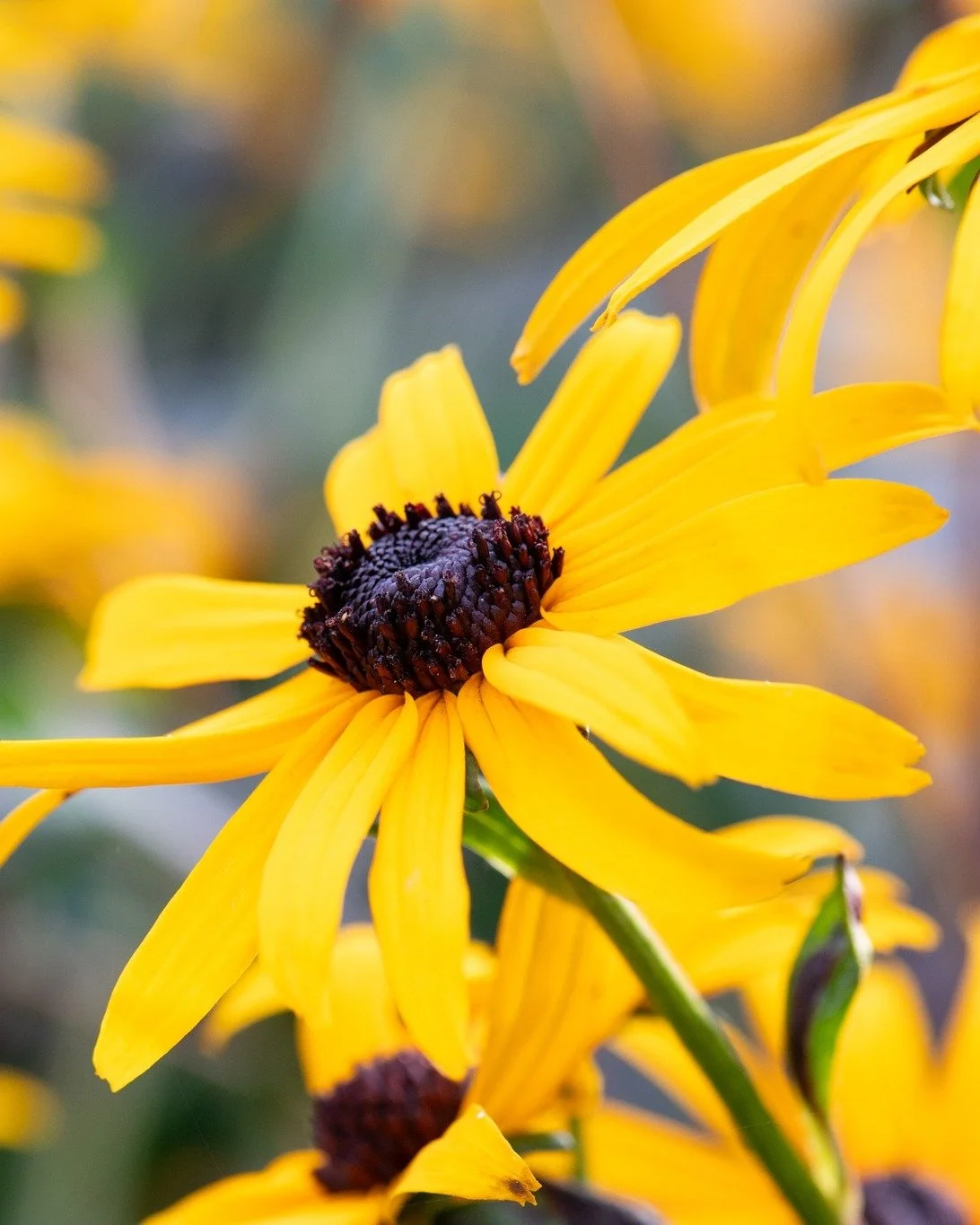 🍂 The Truth About Fall Clean Up No One Talks About
Every year, lawns are stripped bare in the name of 'tidiness'.
Leaves hauled away, stems cut down, soil left exposed.
But what looks tidy to us is barren and harmful to ecosystem at large.
Our new