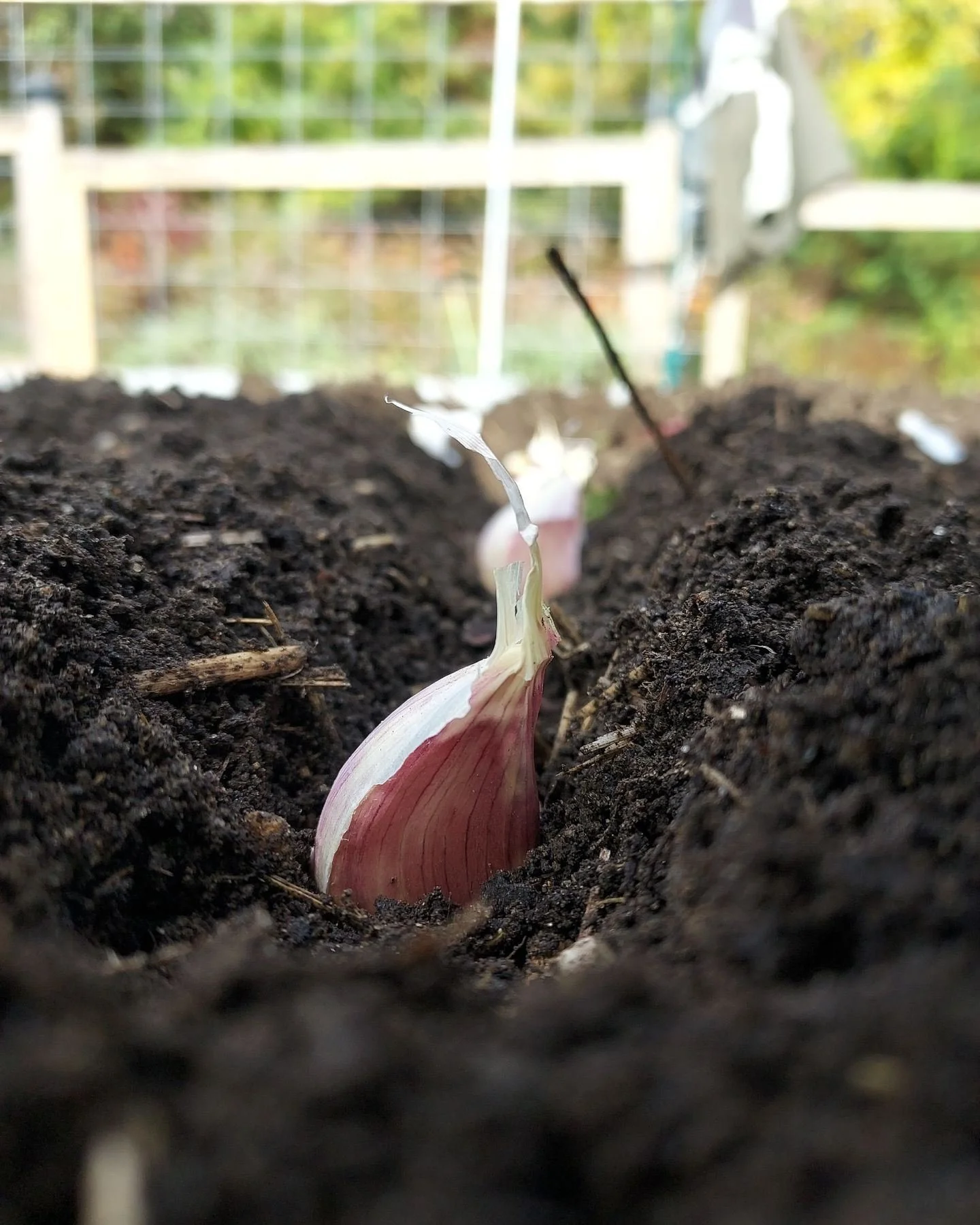 🌿 Time to Tuck In the Garlic

We&rsquo;ve been planting garlic in one of our clients&rsquo; gardens this week, and it&rsquo;s the perfect moment to get yours in too.

Choose organic garlic, gently break apart the cloves, and plant them pointy side u