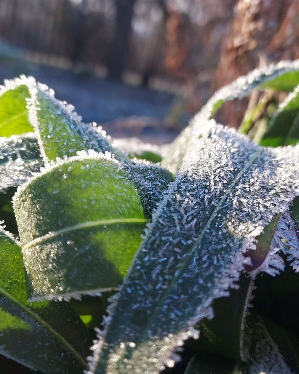 Morning frost greeted our crew at a client&rsquo;s garden and everything felt touched by quiet magic. Leaves carried a delicate fringe of crystals. Seed heads shimmered in the early light. Even the simplest blades of grass caught the sun along their 