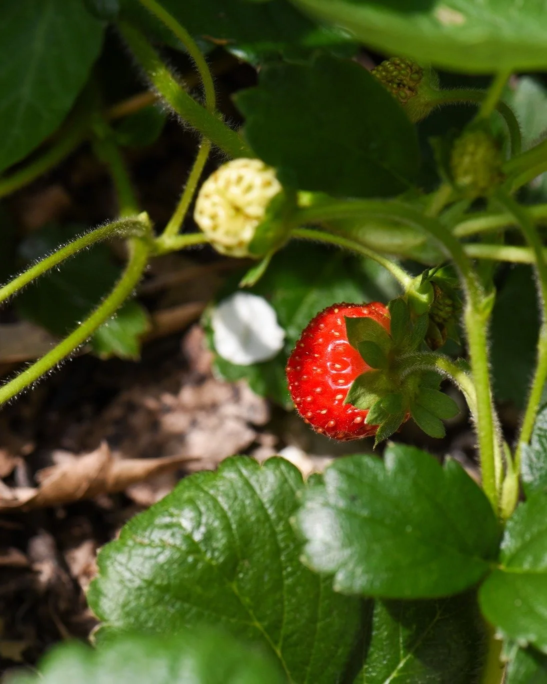 From Garden Fails to Flourishing Food 🌱

If your vegetable garden struggled last year, you&rsquo;re not alone.
Most garden &ldquo;fails&rdquo; come down to design, not effort.

On January 8th, join Reimagined Roots at Beaman Public Library in West B